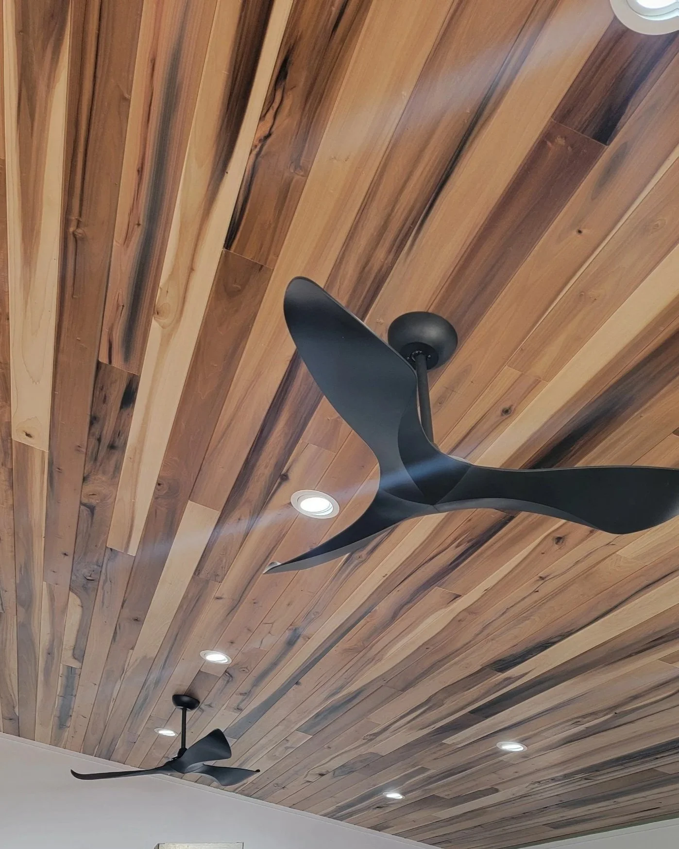 Wood-paneled rainbow poplar ceiling with recessed lighting and two modern black ceiling fans.