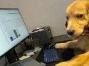 A dog sitting at a desk using a computer, with a monitor, keyboard, and printer in the background.