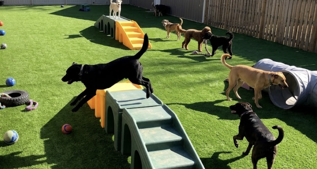 Pet-friendly artificial grass in a fenced Sunshine Coast backyard with a dog