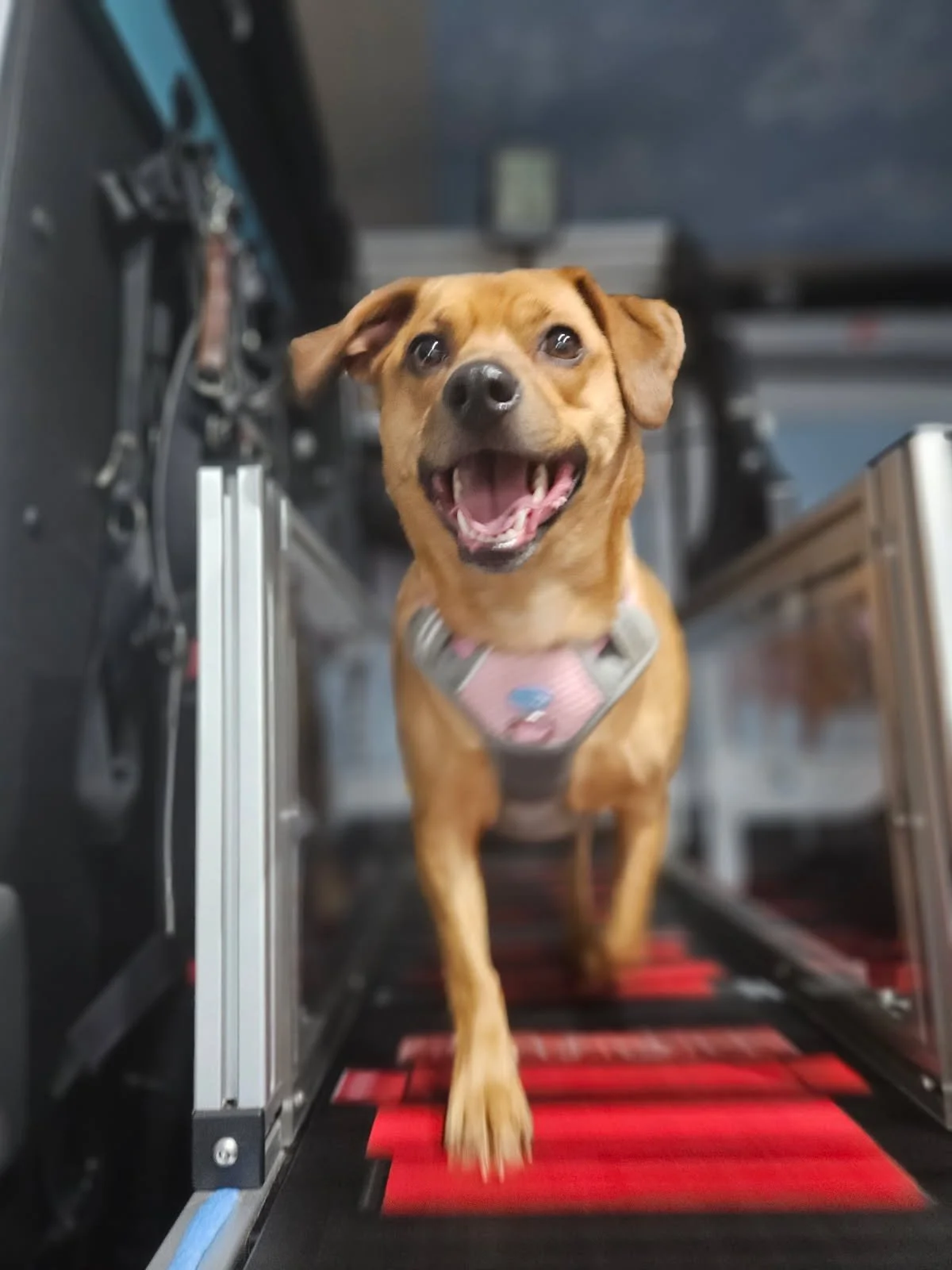 A happy brown dog with a pink harness walking on a treadmill, smiling with its mouth open.