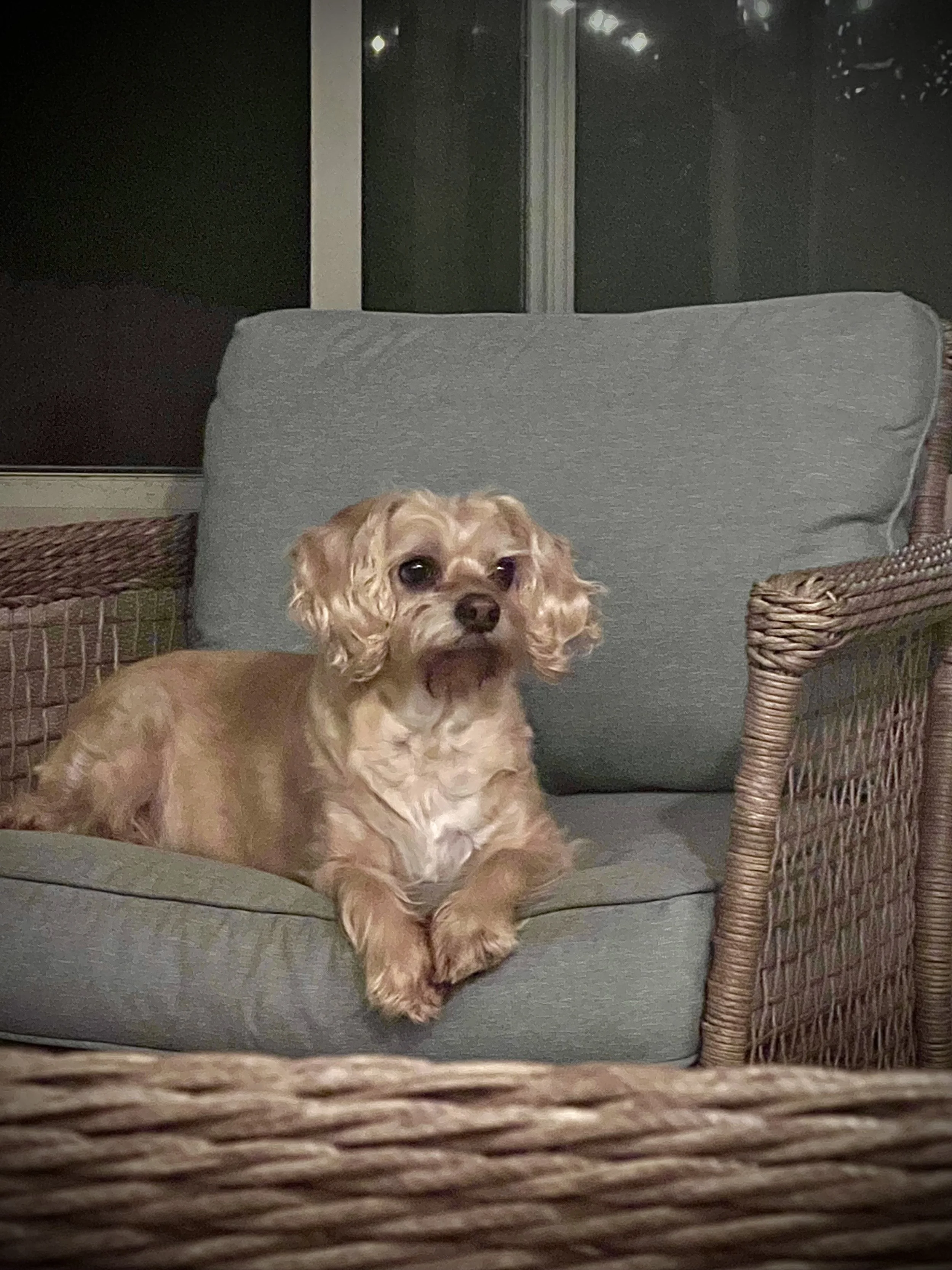 A small, tan-colored dog with curly ears lying on a cushioned outdoor wicker chair at night.