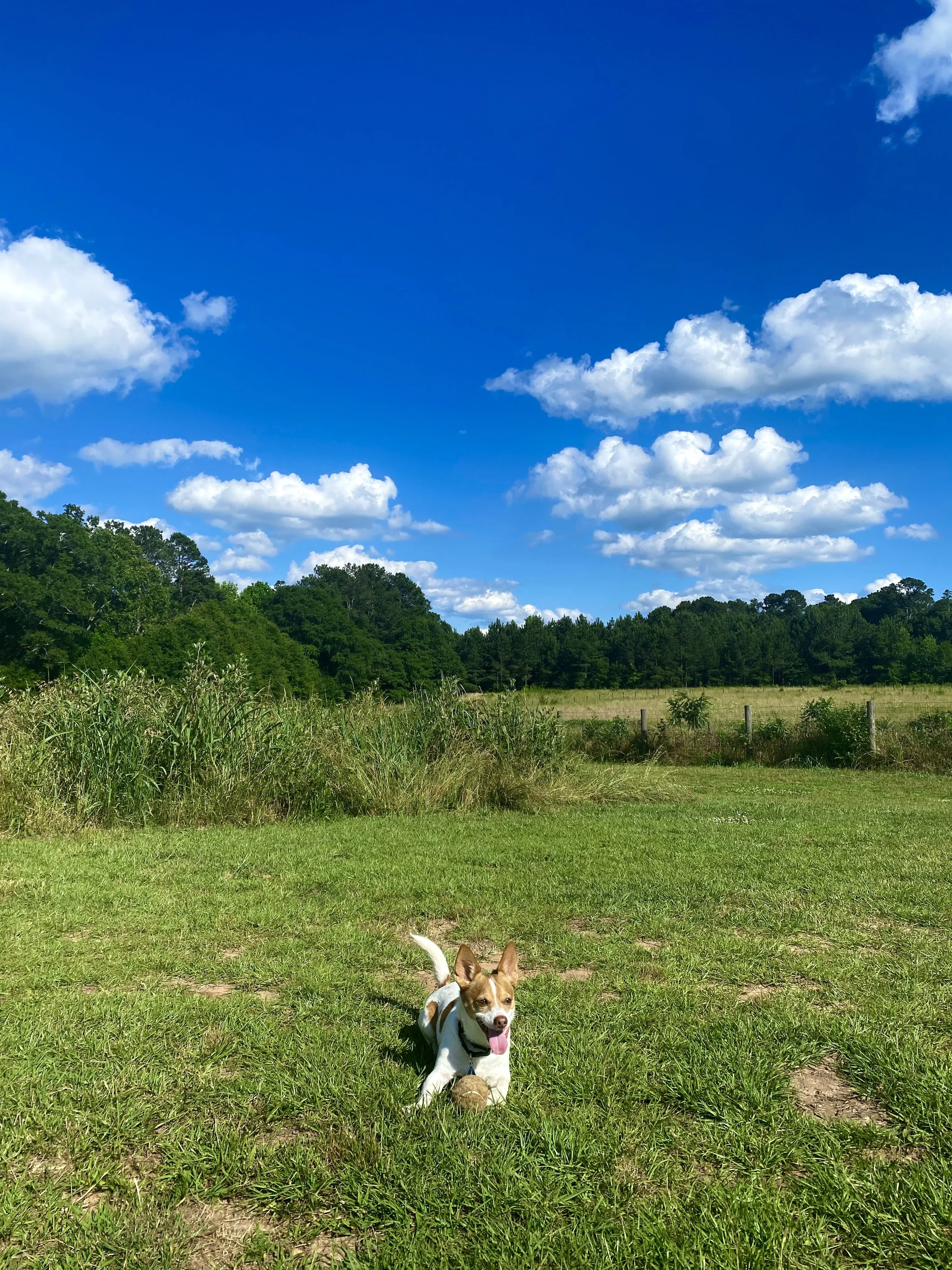 A playful dog running on a grassy field with a ball, under a blue sky with scattered white clouds, surrounded by trees and a fence in the background.