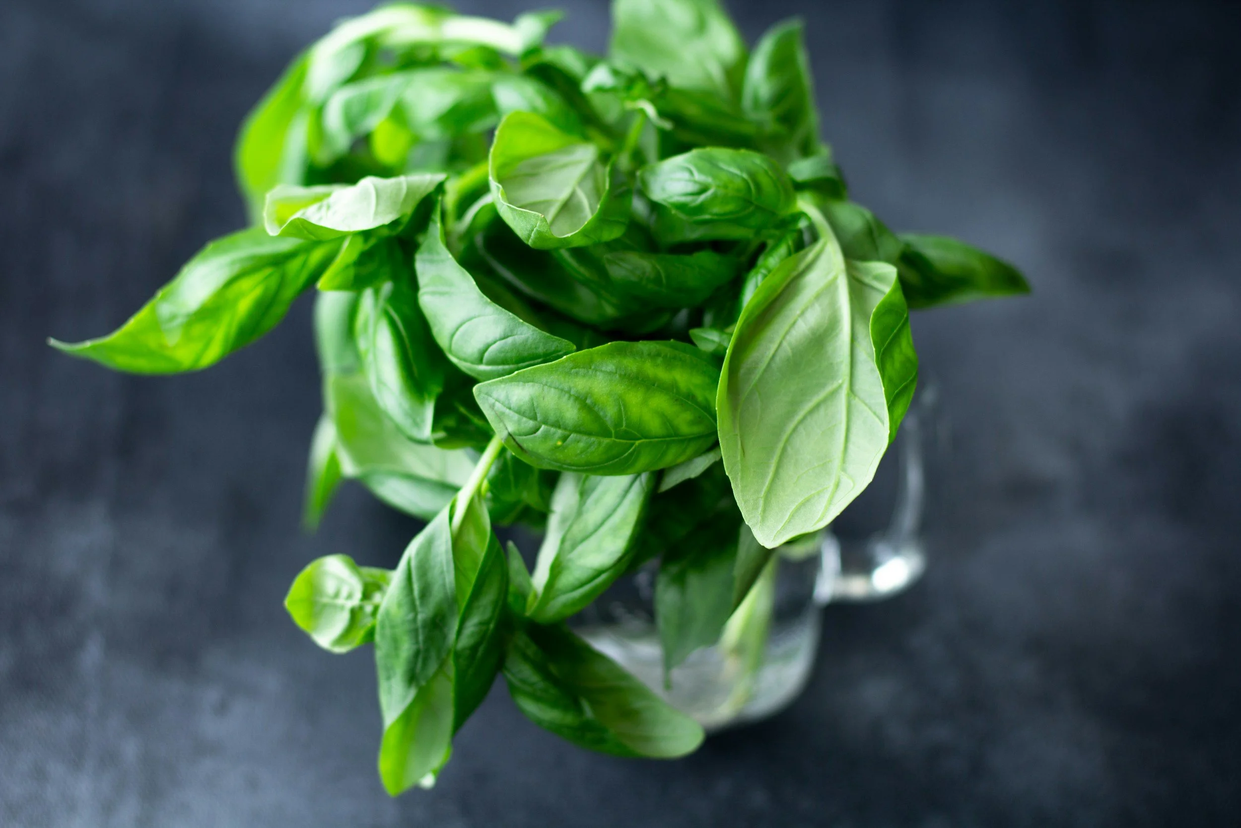 Fresh basil leaves in a glass container on a dark surface.