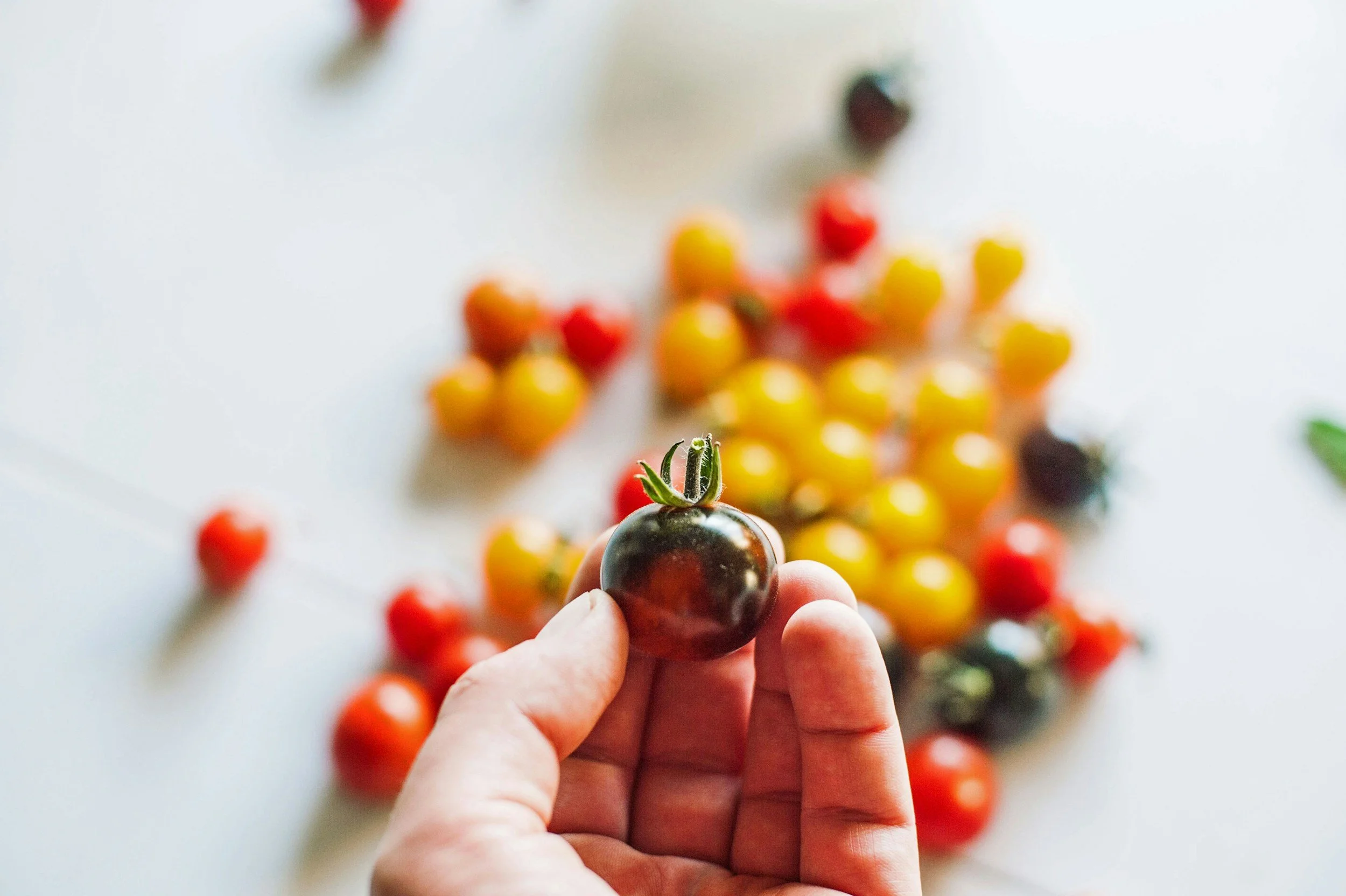 Person holding a dark purple cherry tomato with yellow and red cherry tomatoes scattered on a white surface in the background.
