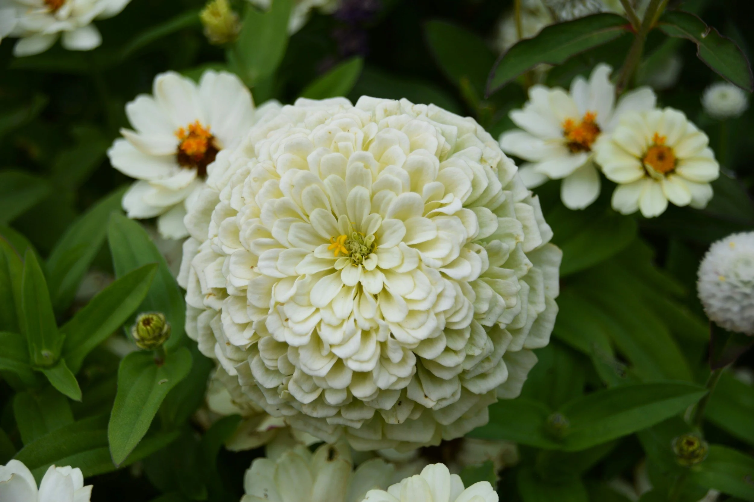 Close-up of a large, white, layered zinnia surrounded by smaller white and yellow flowers and green foliage.