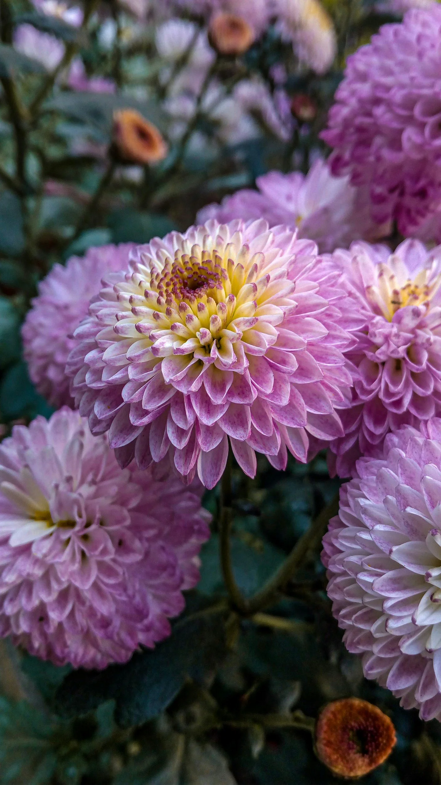 Close-up of pink and yellow chrysanthemum flowers with dark green leaves in the background.