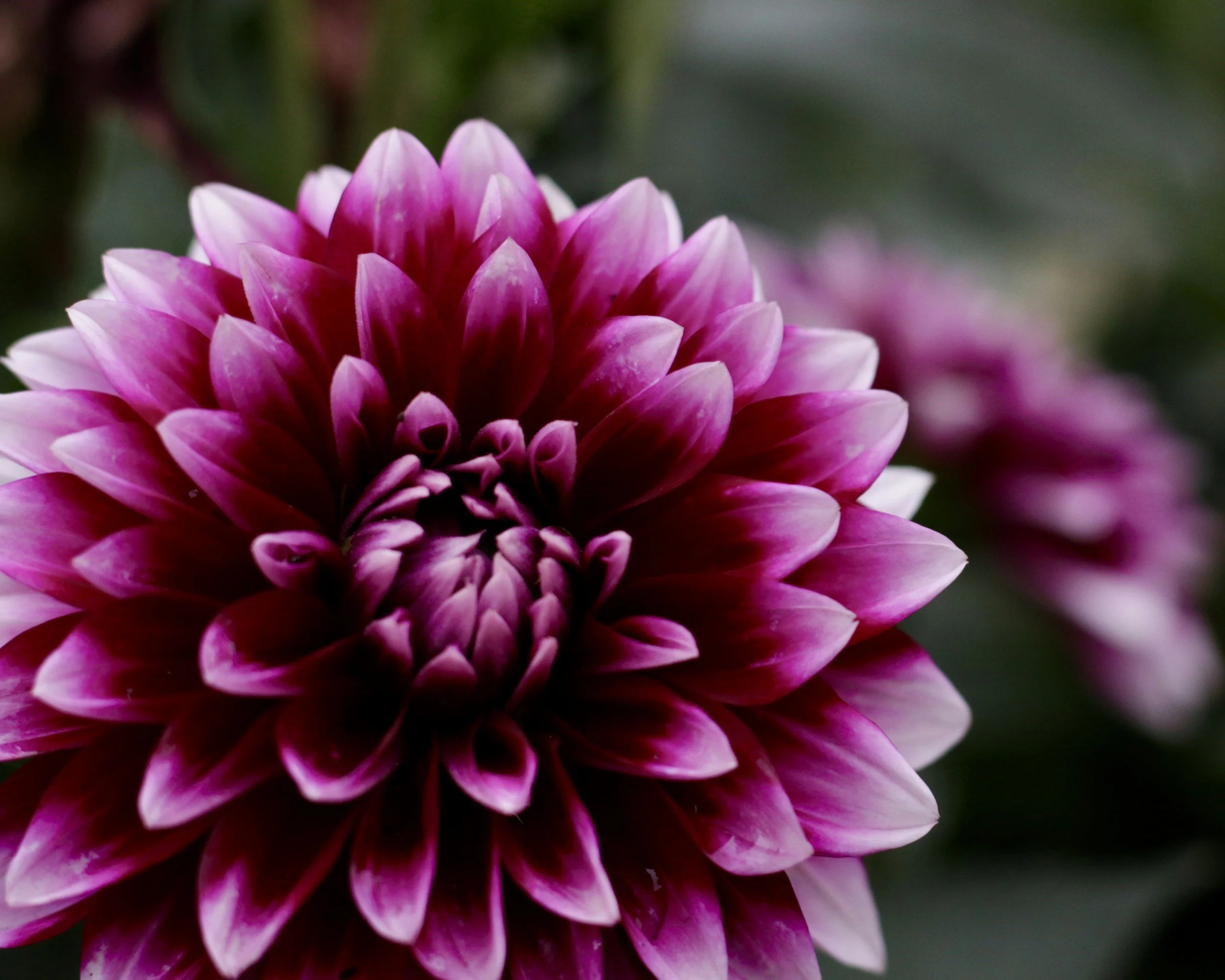 Close-up of a pink and white dahlia flower with dark background.