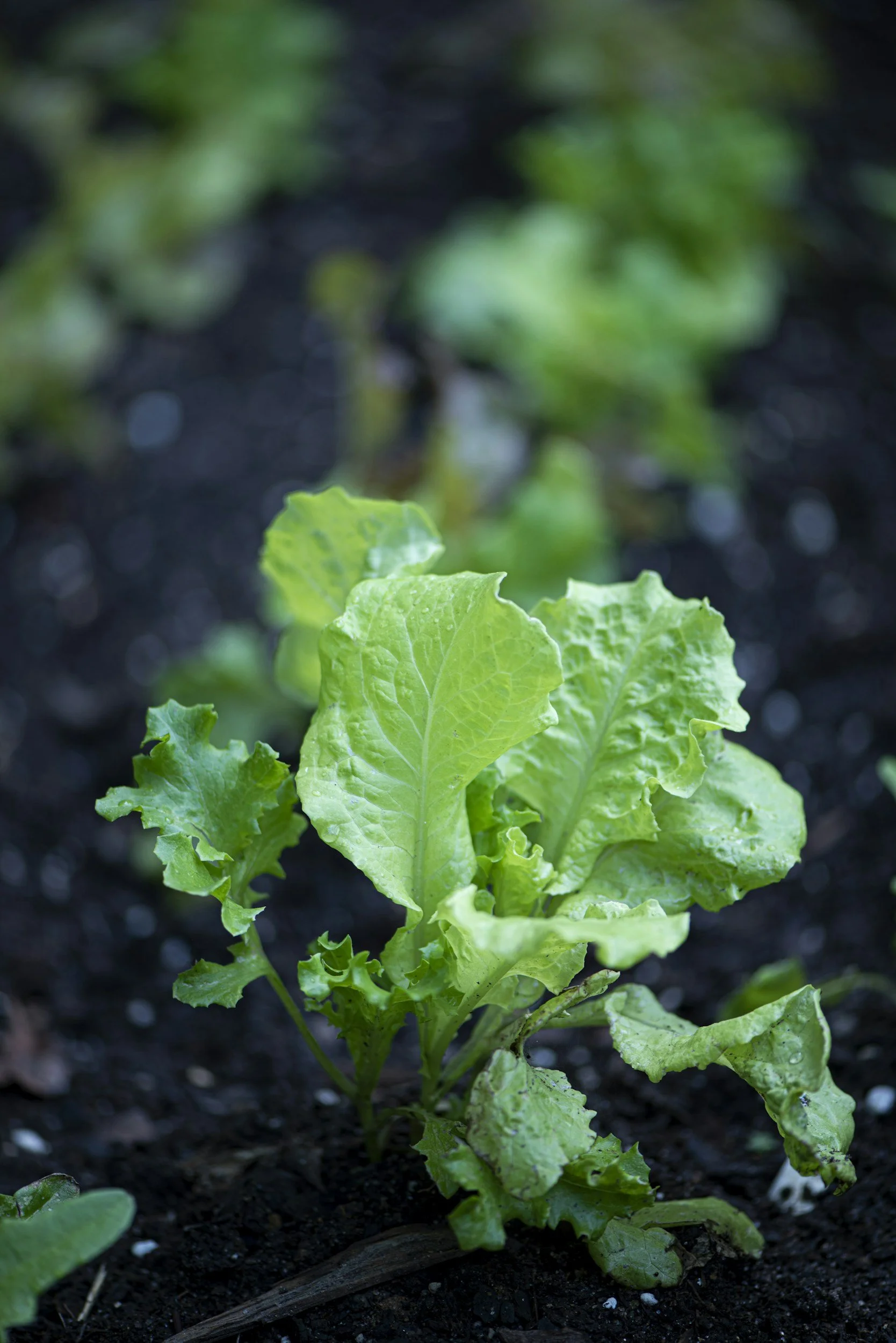 Close-up of a young green lettuce plant growing in dark soil.