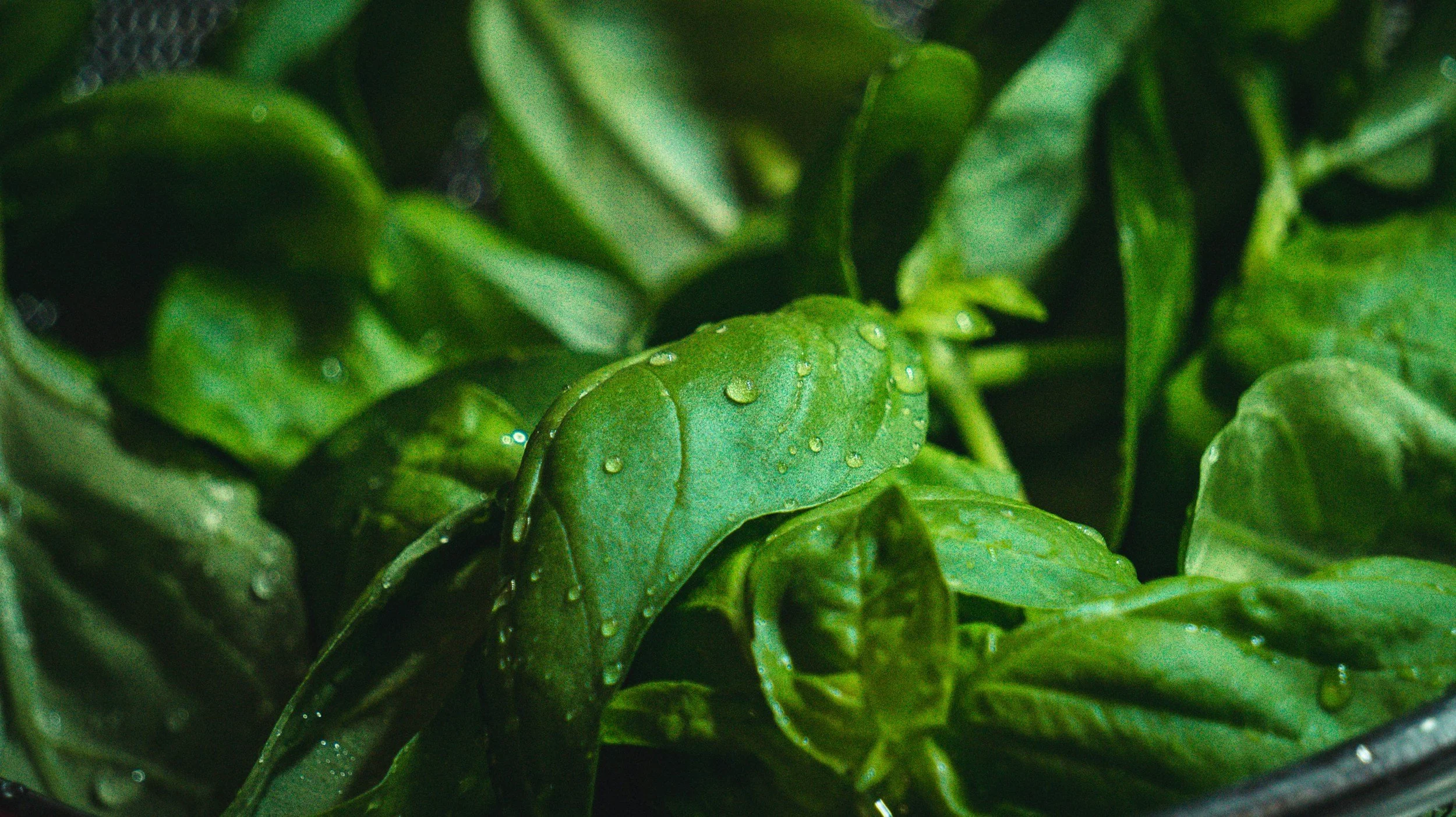 Close-up of fresh green spinach leaves with water droplets on them.