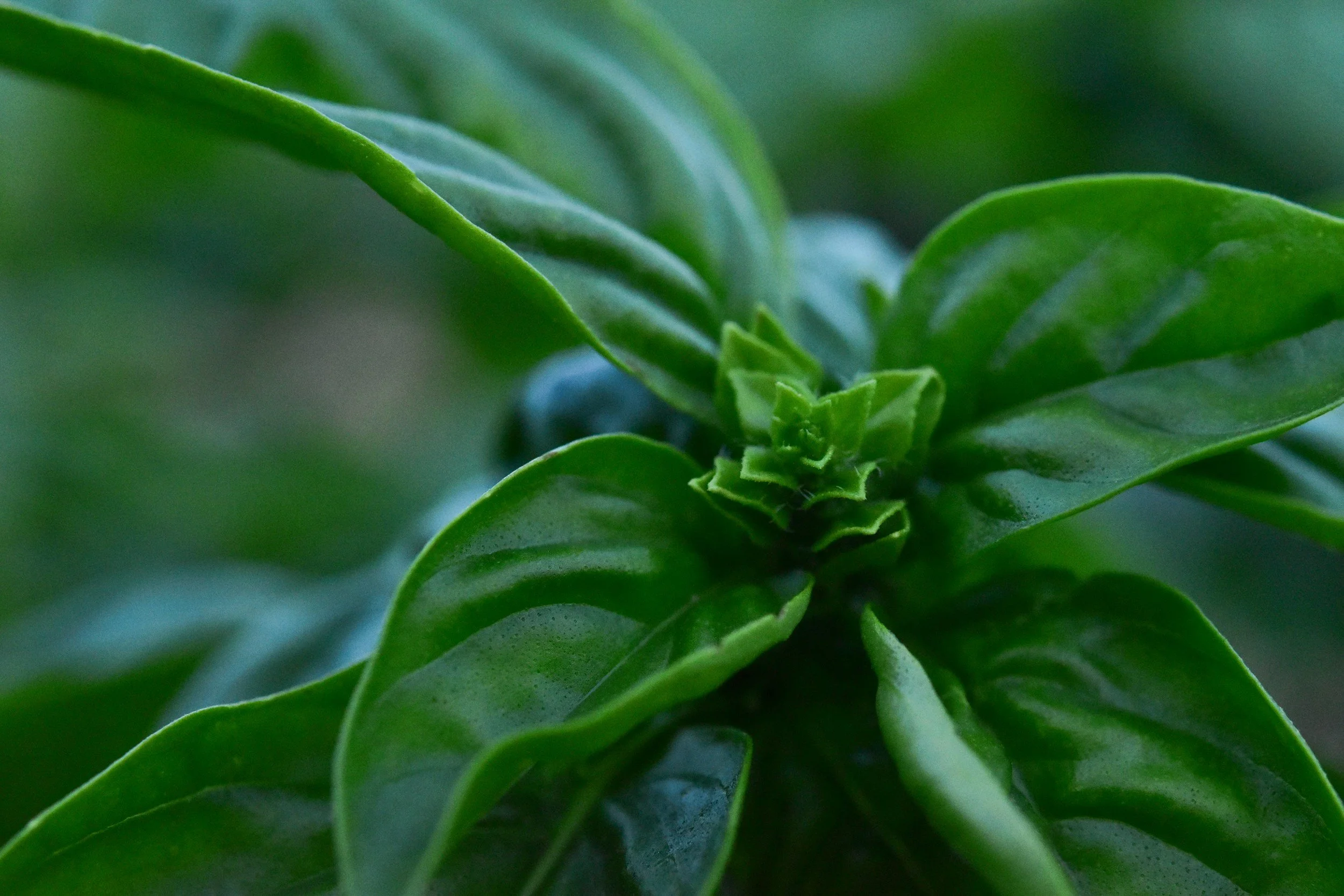 Close-up of green plant leaves with new growth in the center.