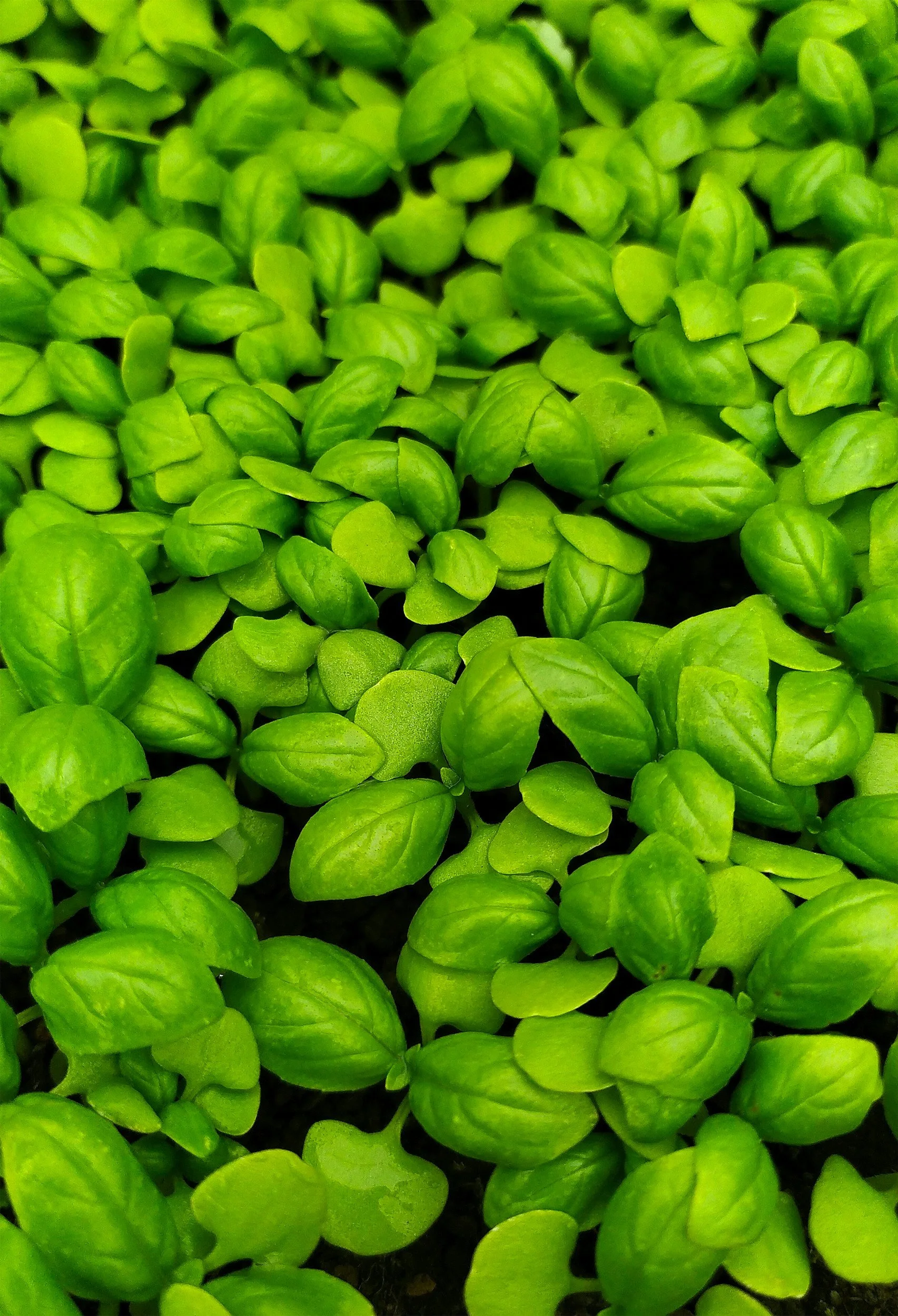 Close-up of fresh green basil leaves.