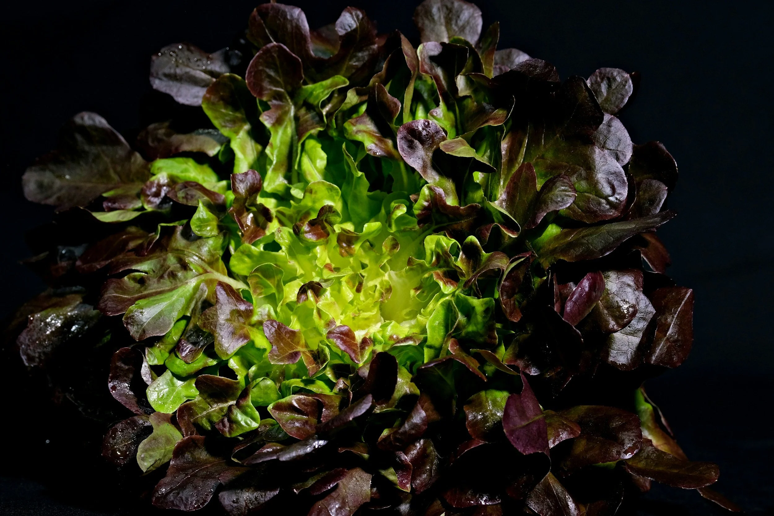 Fresh green and red lettuce leaves on a dark background.