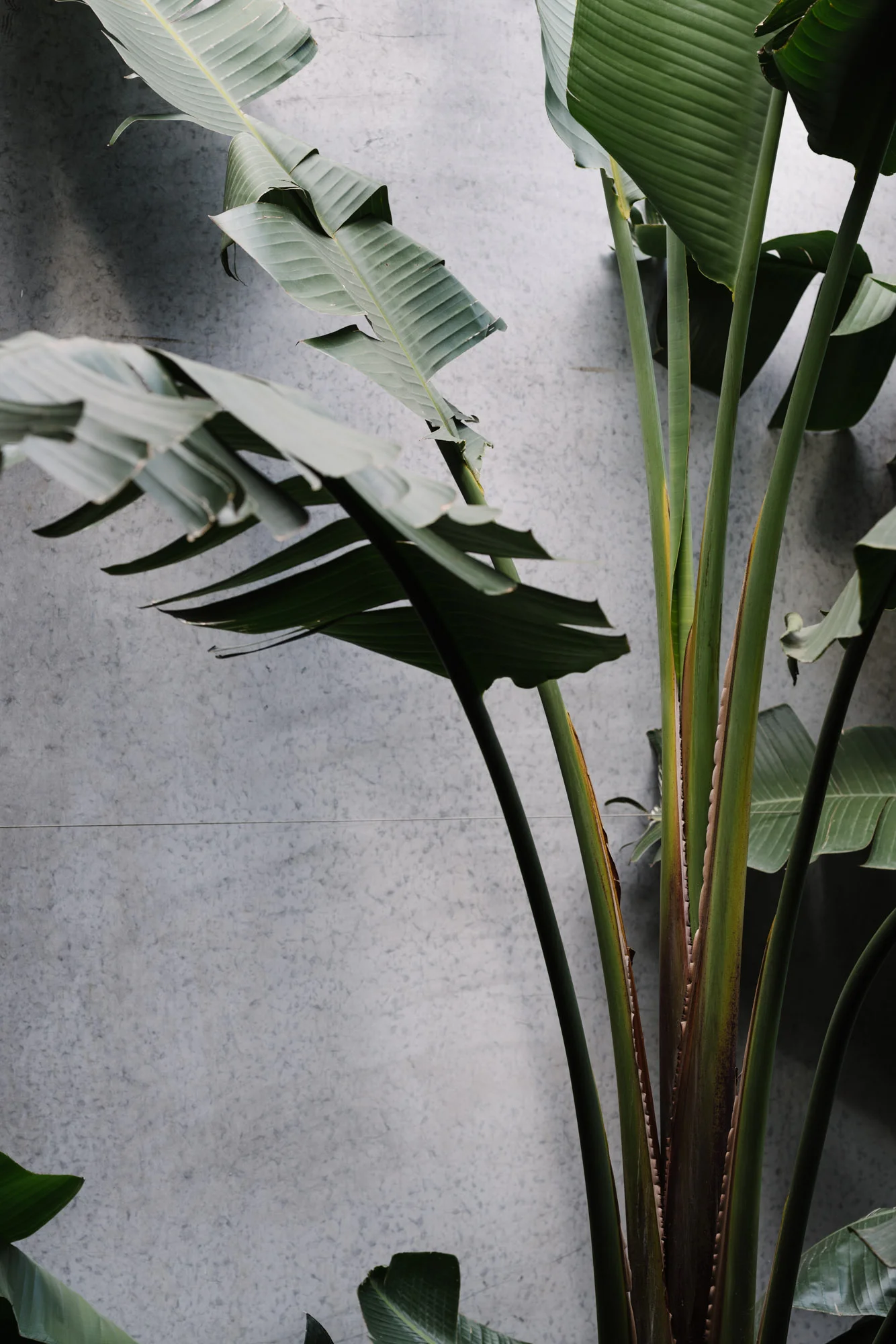 Ayus Botanical_low res-147.jpg