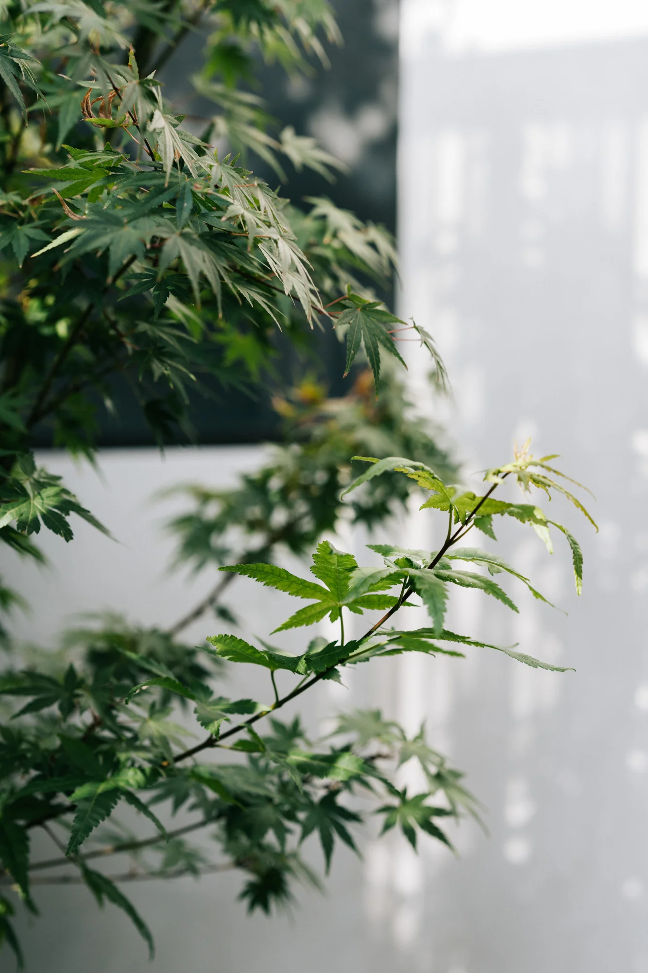 Ayus Botanical_low res-200.jpg