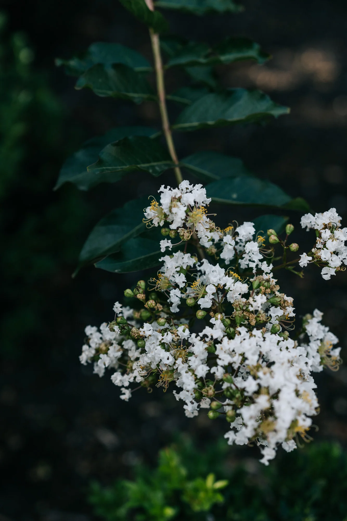 Ayus Botanical_low res-212.jpg