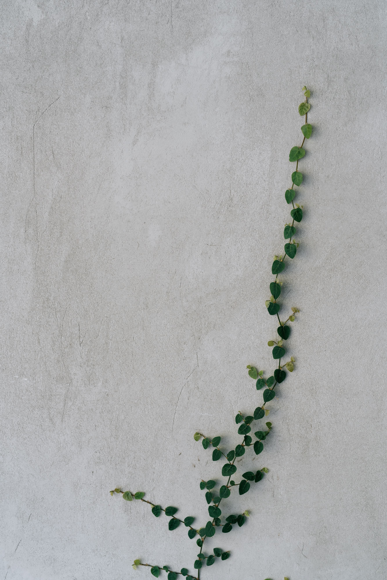 Ayus Botanical_low res-269.jpg