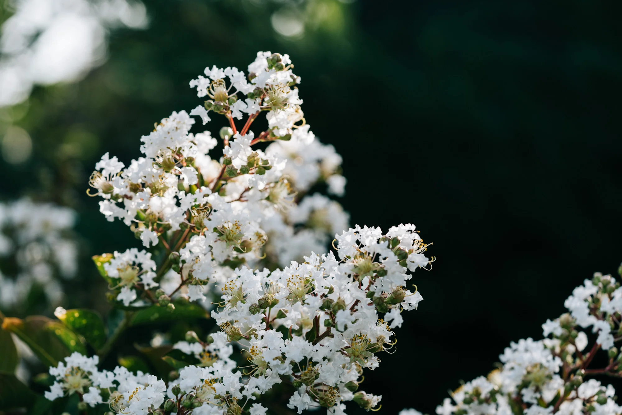 Ayus Botanical_low res-228.jpg