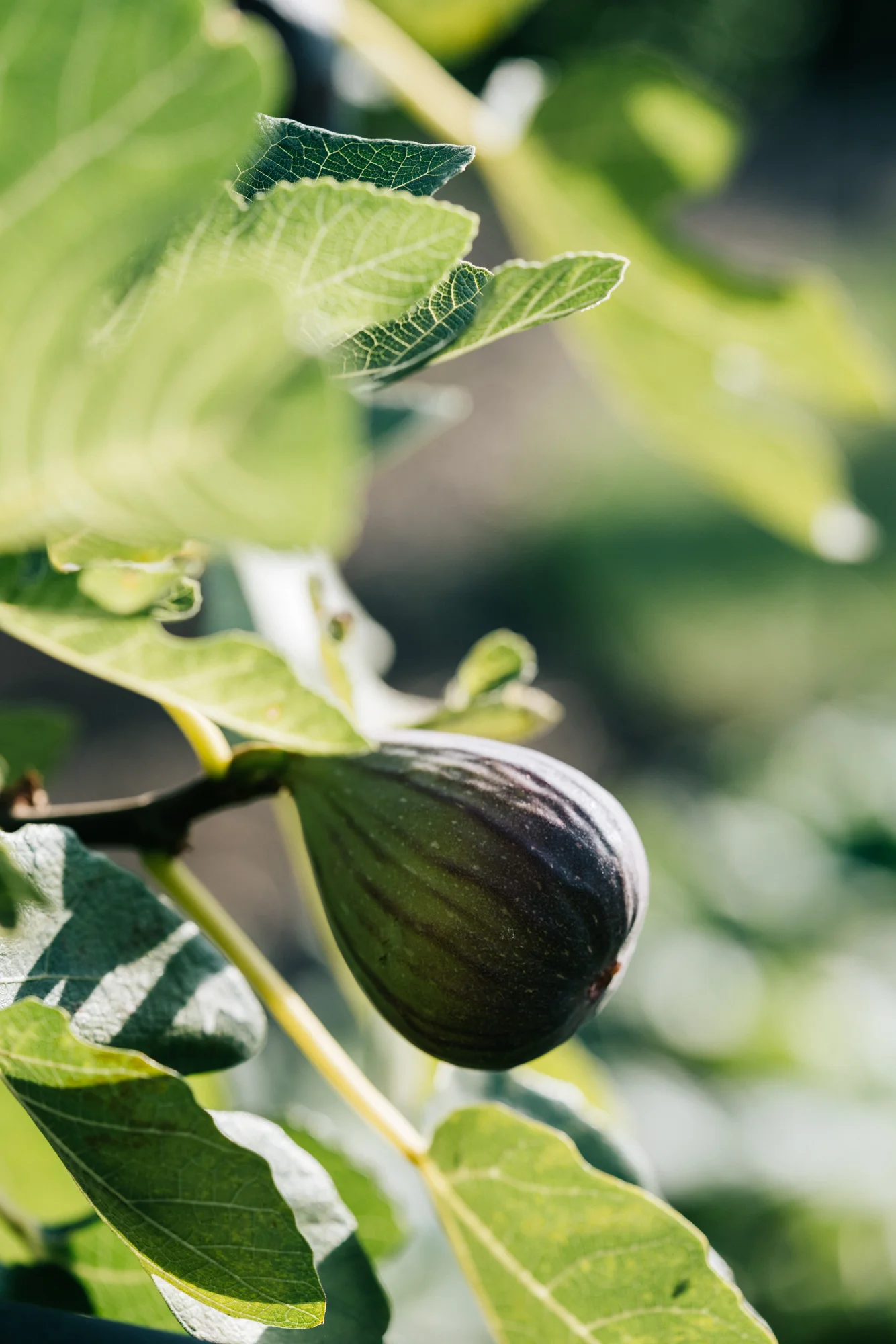 Ayus Botanical_low res-226.jpg