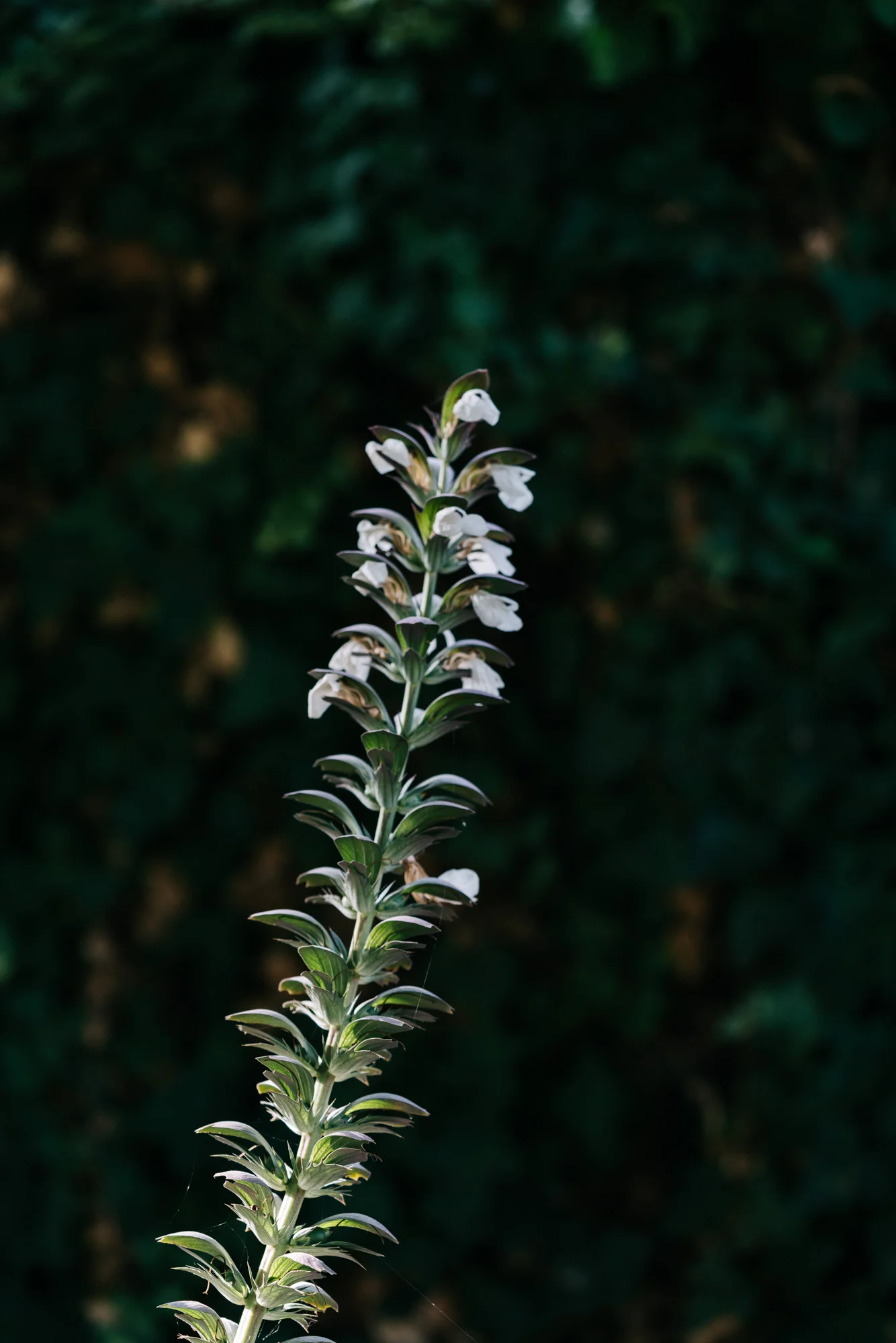 Ayus Botanical_low res-220.jpg