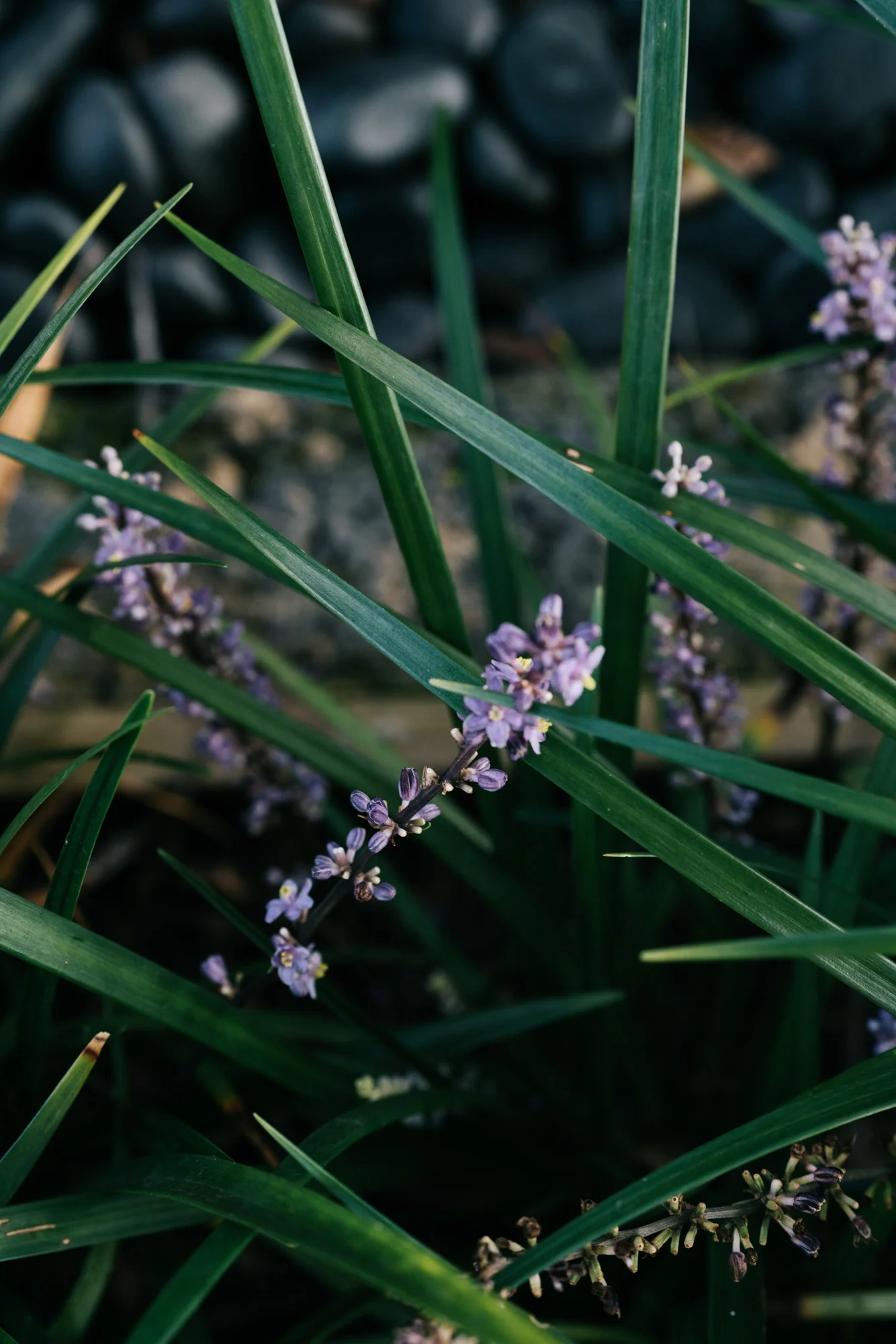 Ayus Botanical_low res-233.jpg