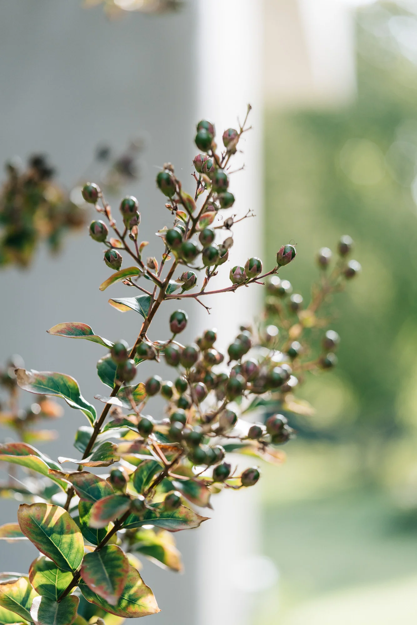 Ayus Botanical_low res-217.jpg