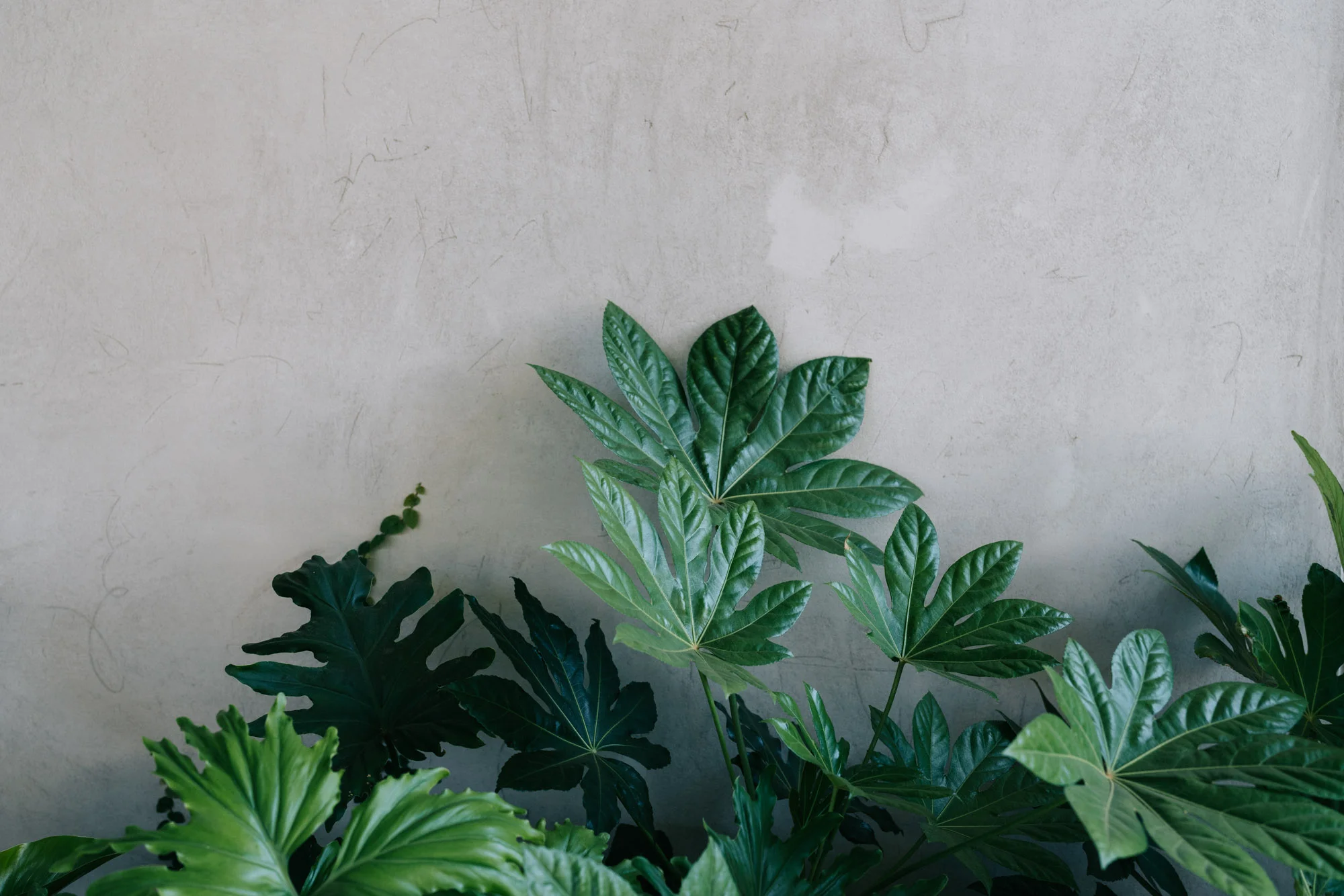 Ayus Botanical_low res-268.jpg