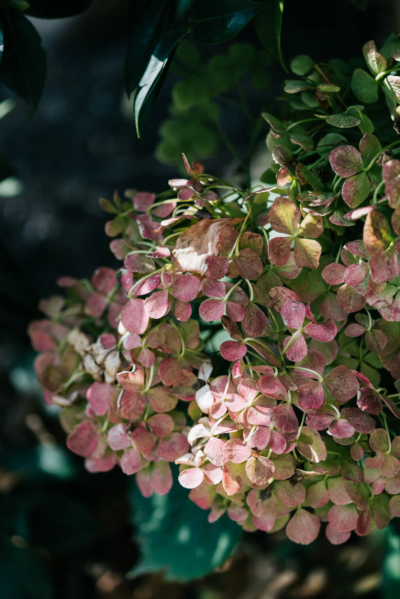 Ayus Botanical_low res-219.jpg