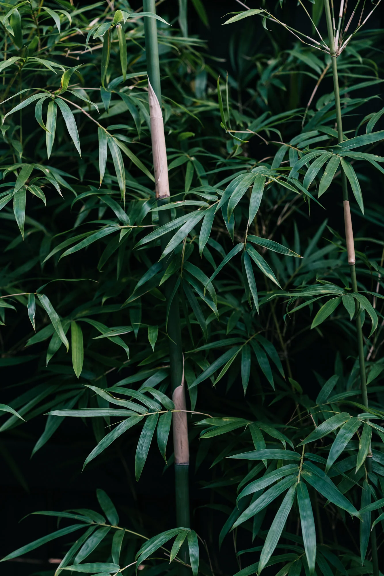 Ayus Botanical_low res-210.jpg