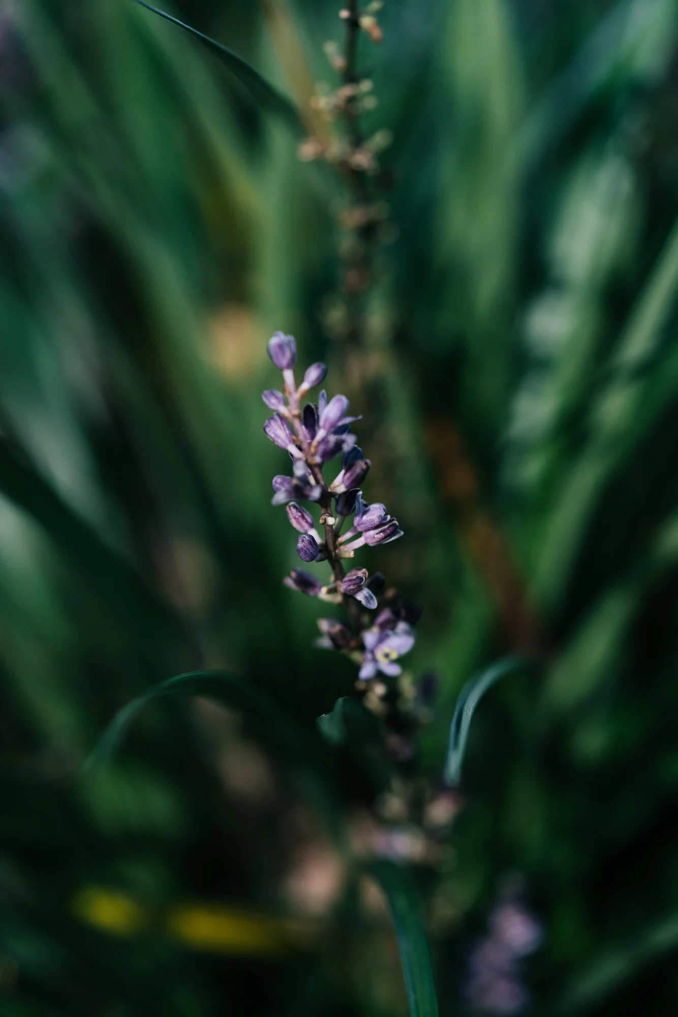 Ayus Botanical_low res-223.jpg