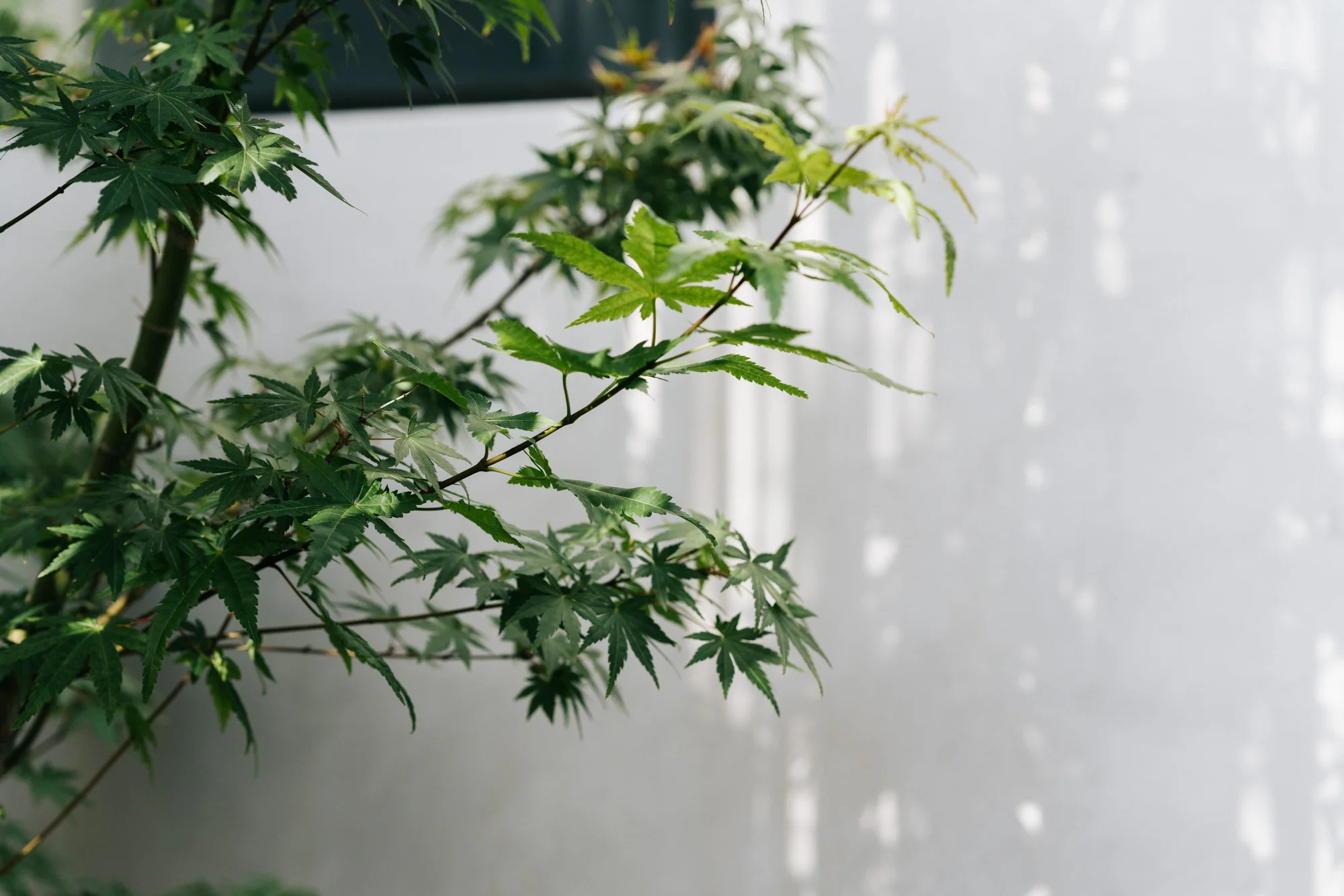 Ayus Botanical_low res-202.jpg