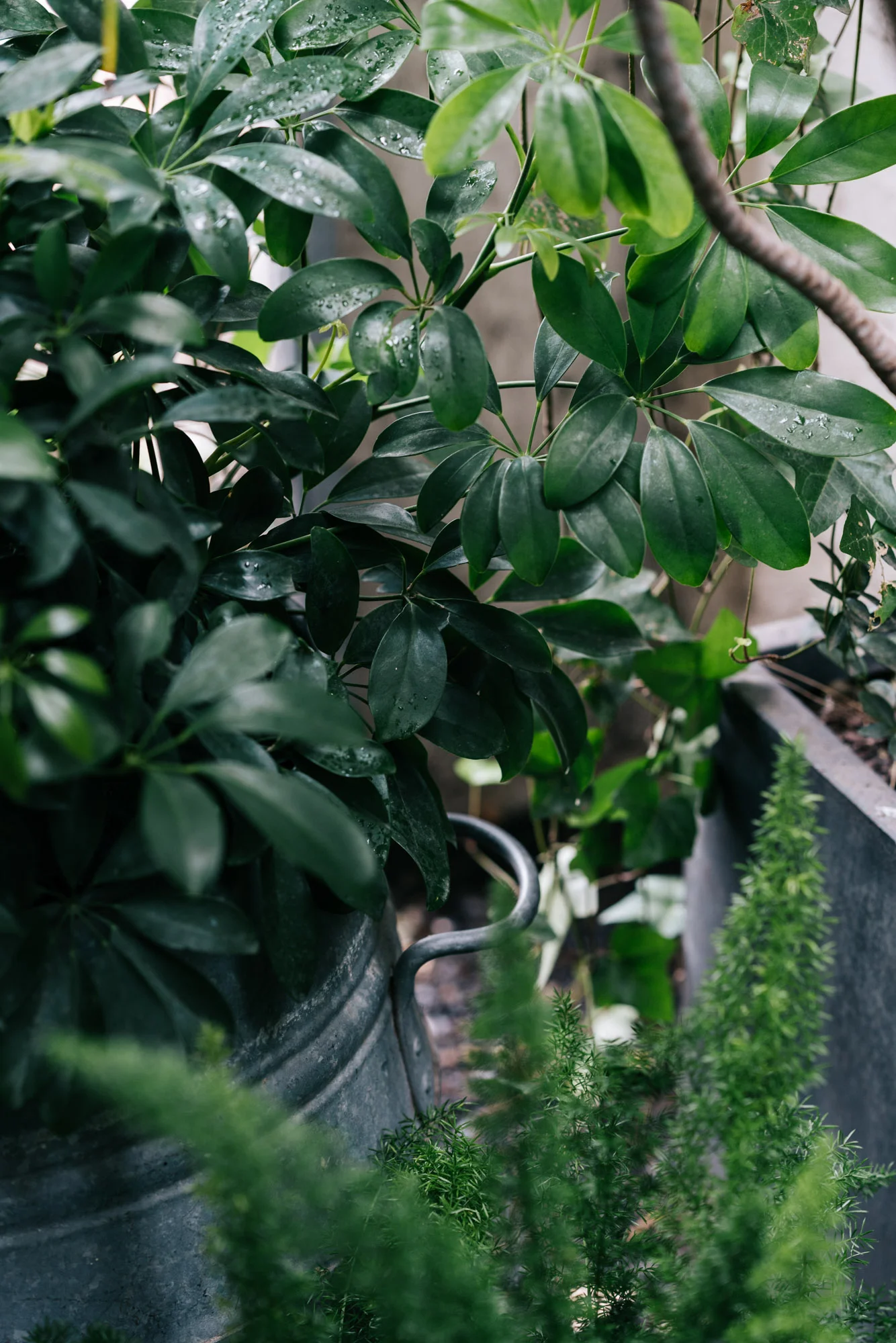 Ayus Botanical_low res-10.jpg