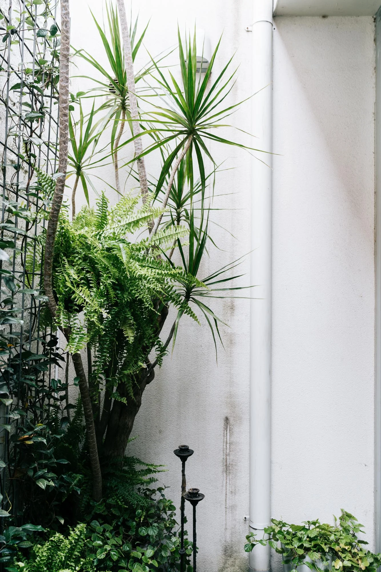 Ayus Botanical_low res-7.jpg