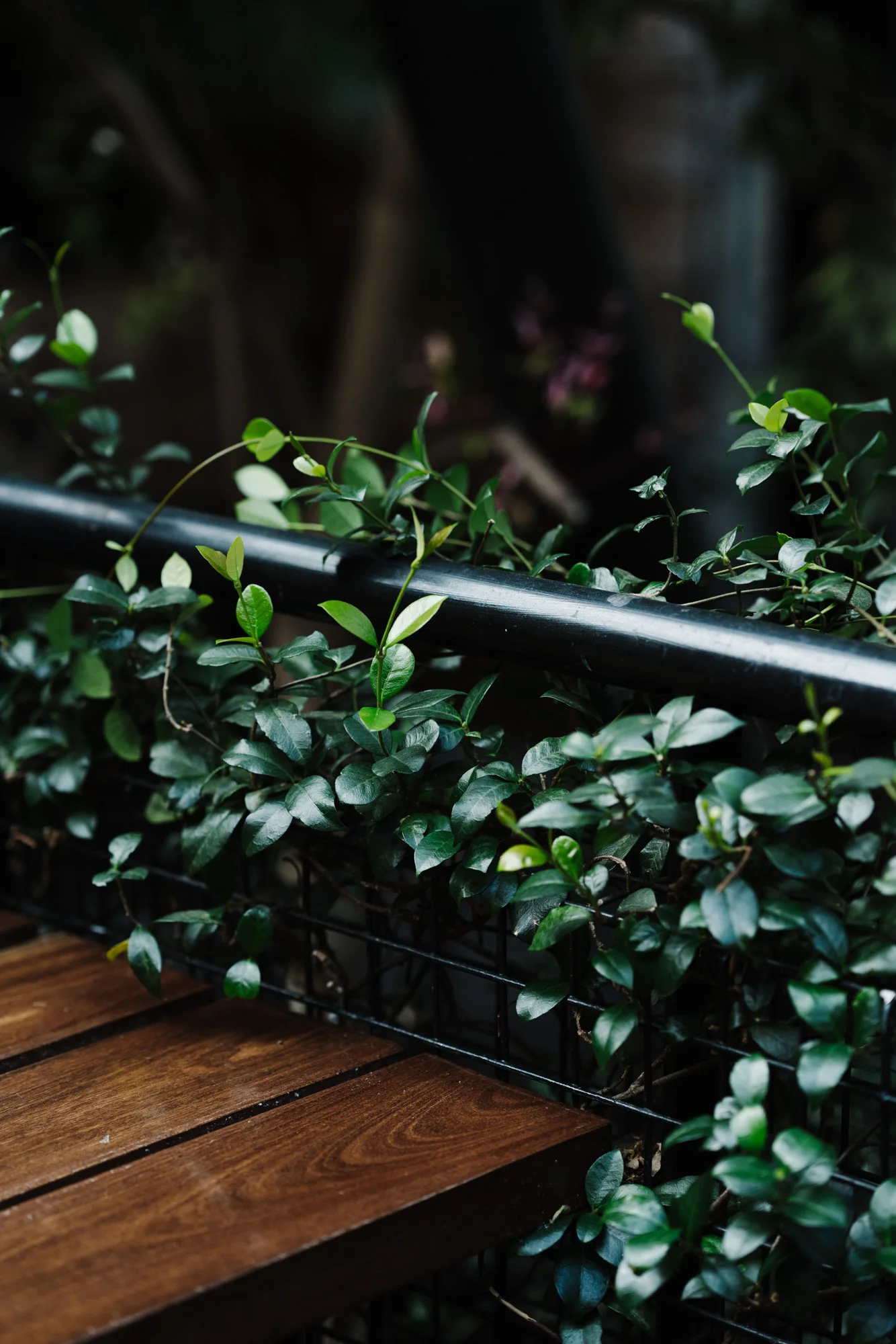 Ayus Botanical_low res-162.jpg