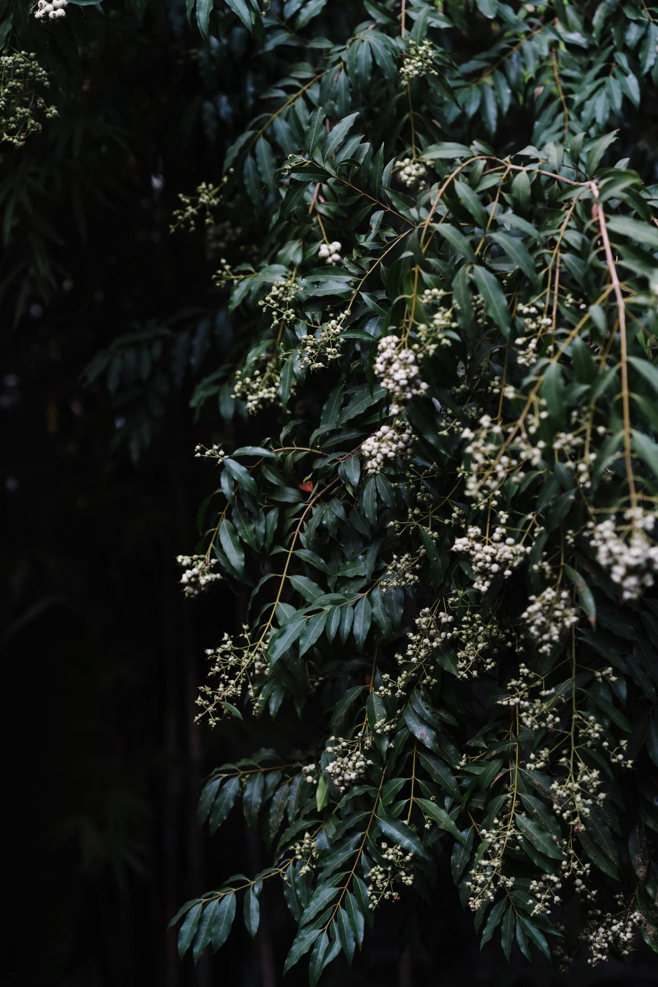 Ayus Botanical_low res-160.jpg