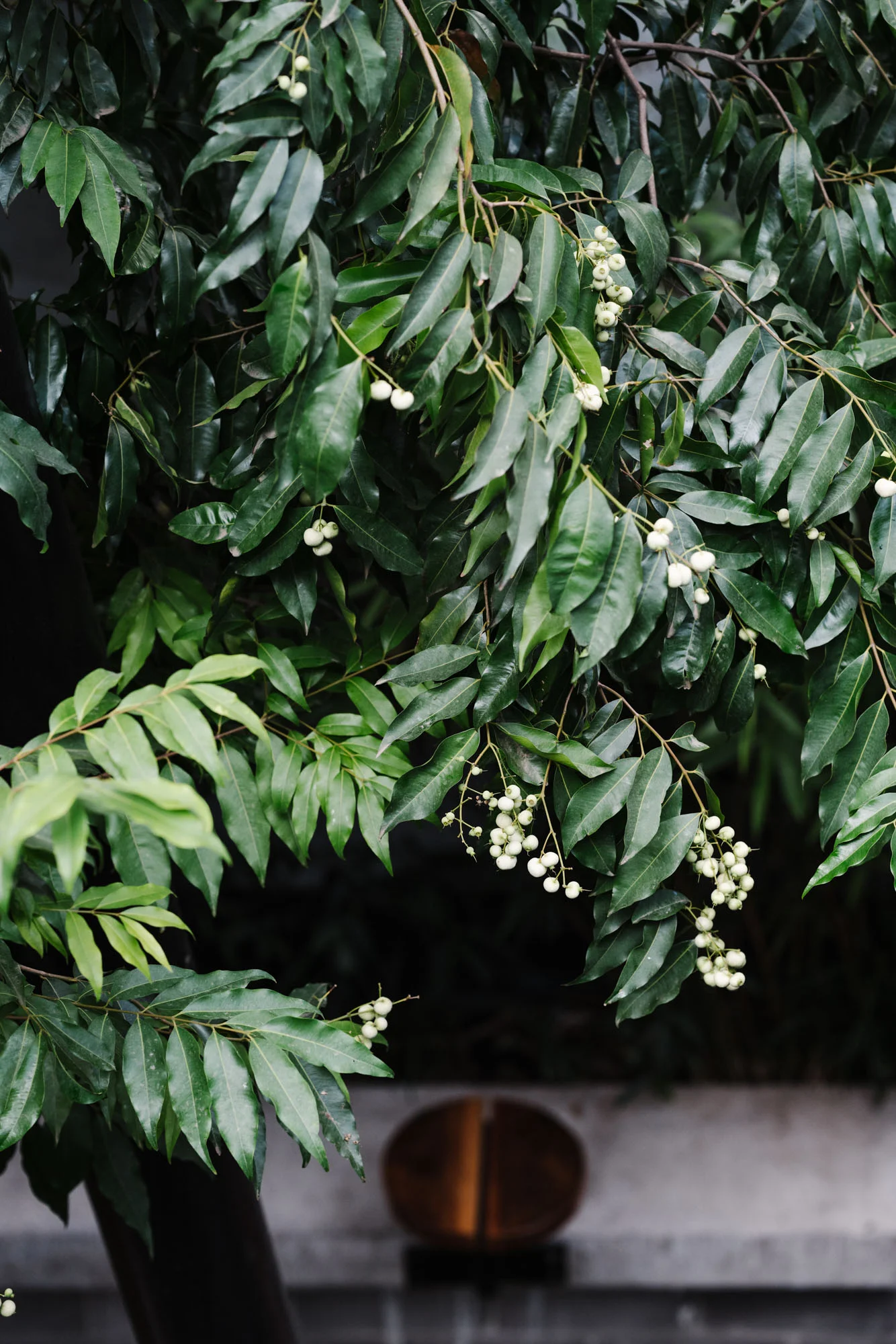 Ayus Botanical_low res-170.jpg