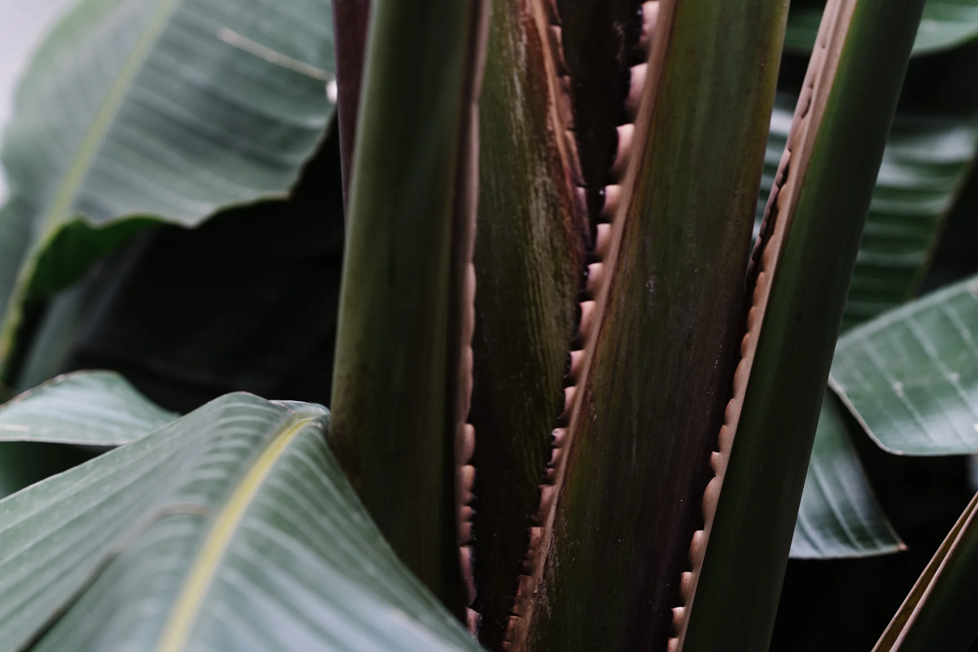 Ayus Botanical_low res-150.jpg