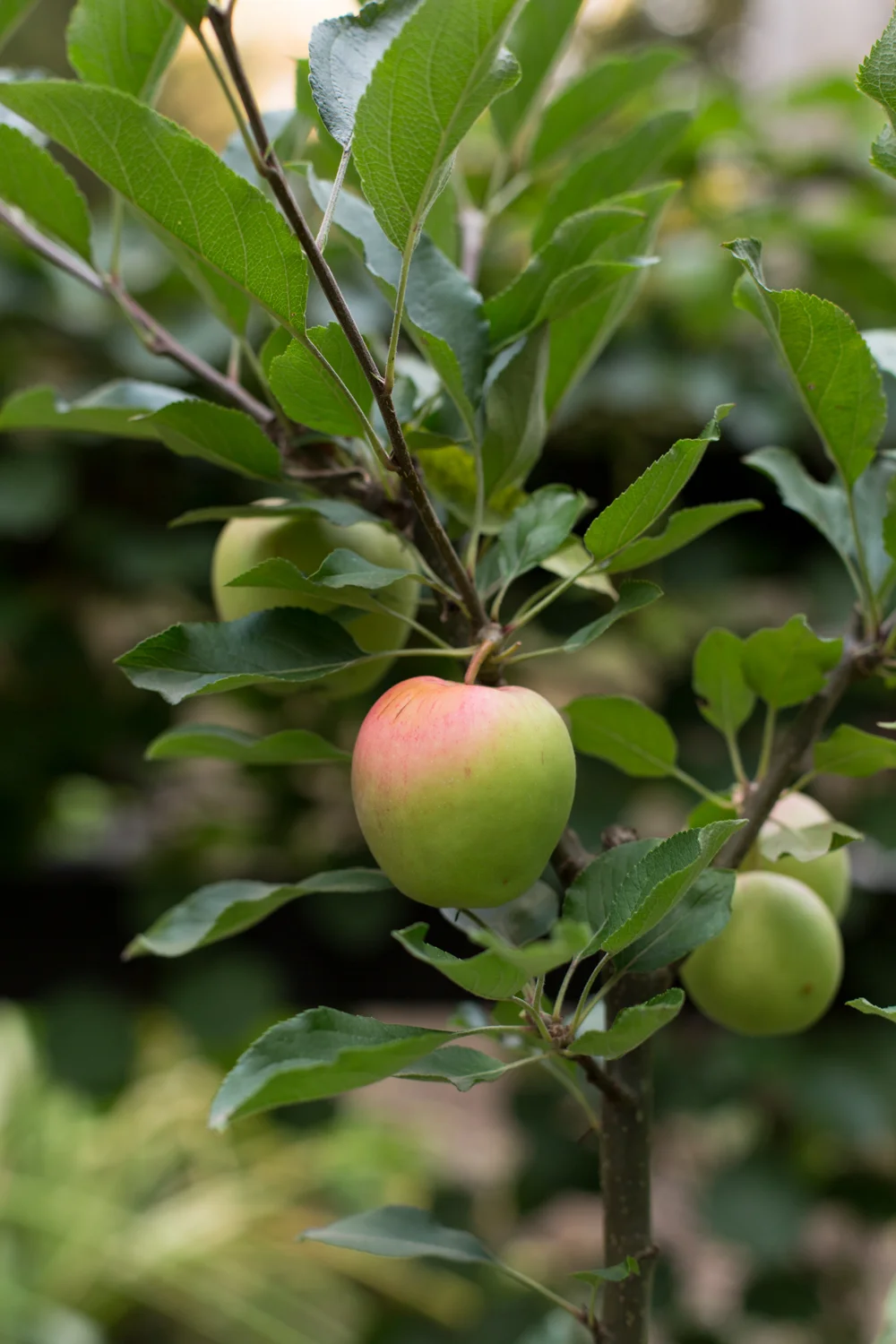 Botanica_MG_U0A1184 (1).jpg