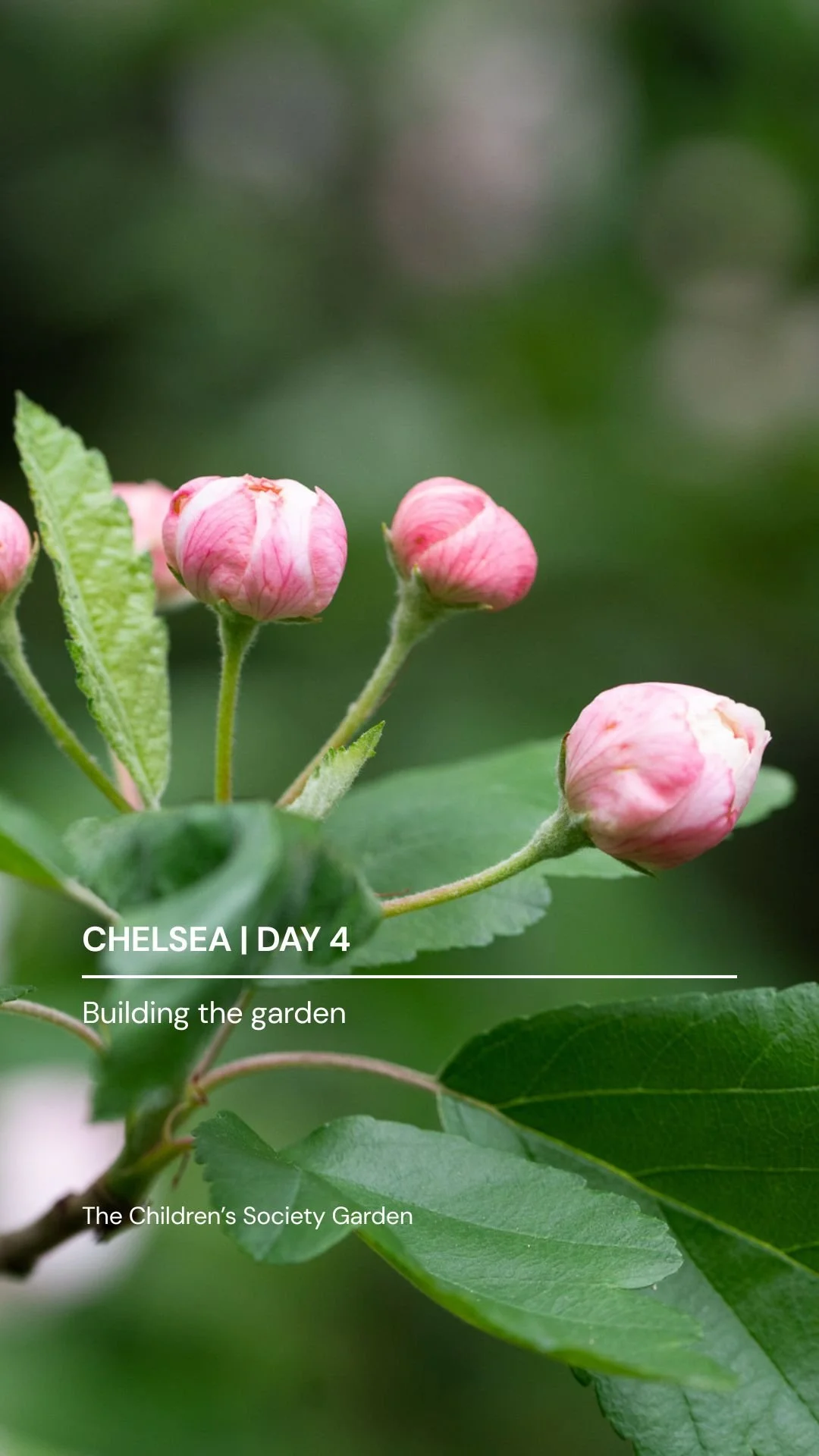 Day4 Crabapple Cover.JPG
