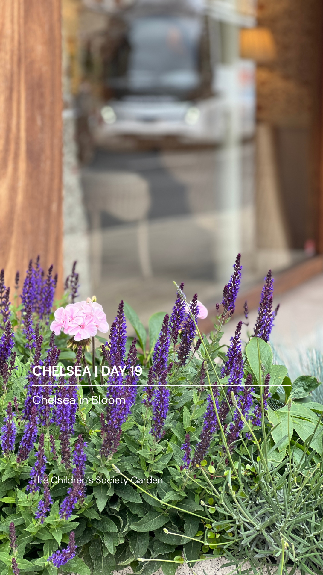 D19 Cover Chelsea in Bloom.png
