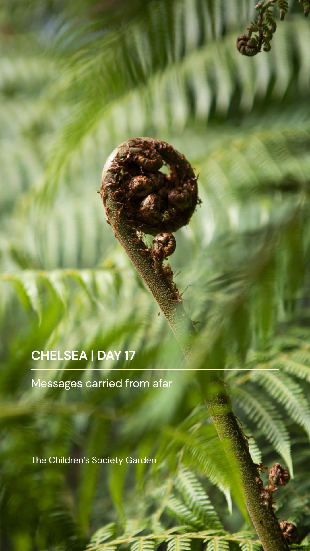 D17 Cover CMc.jpg