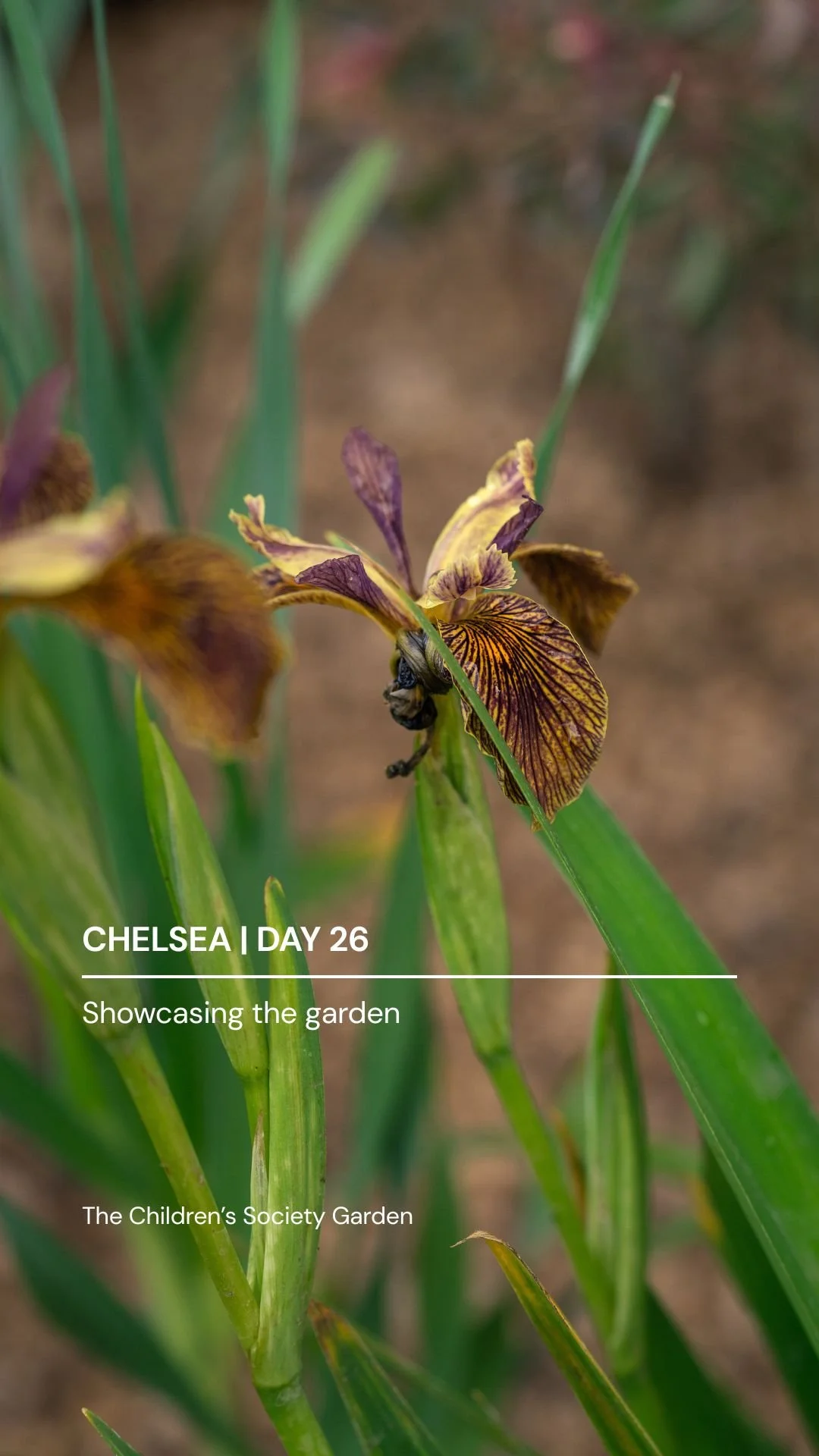 D26 cover2.jpg
