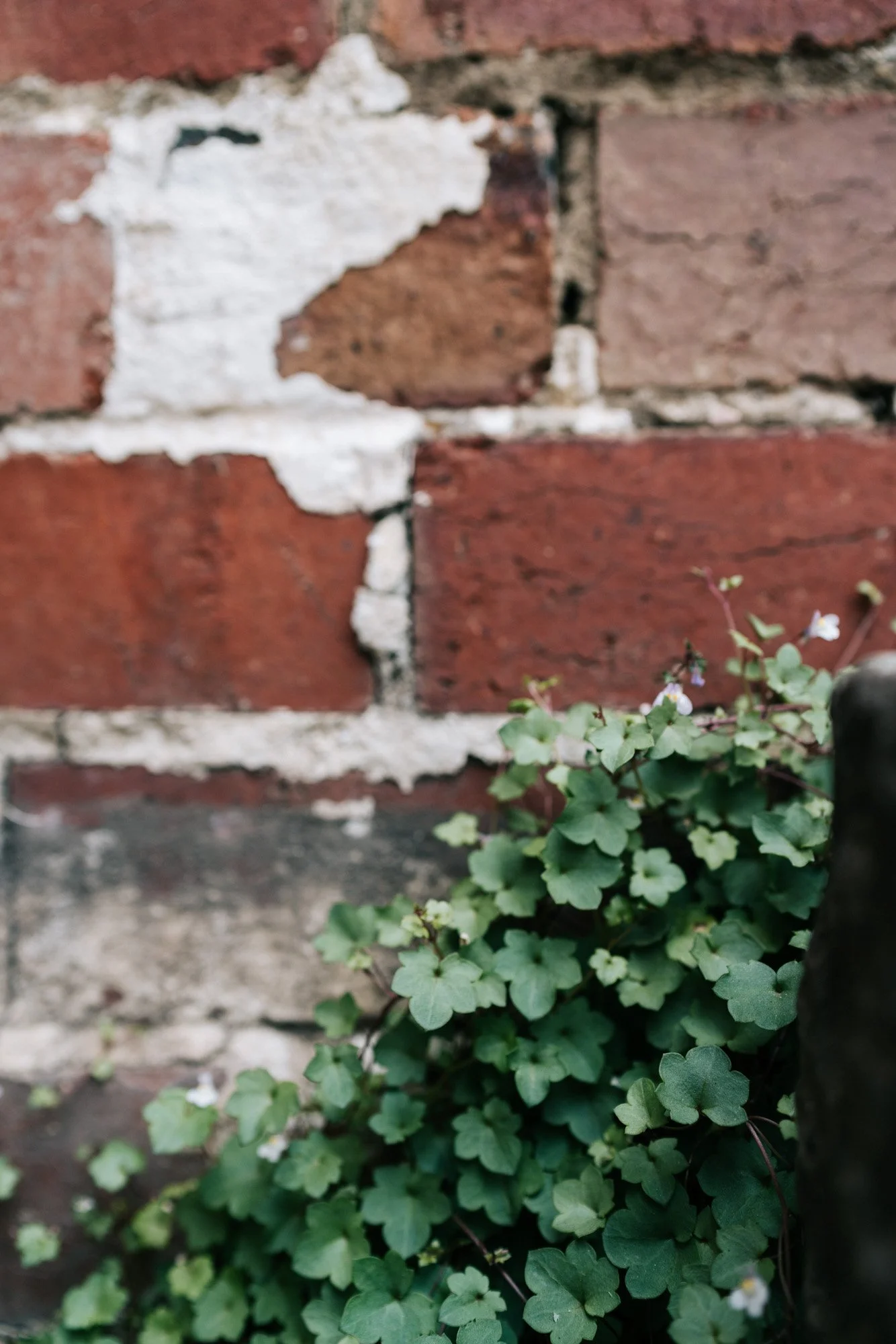 Ayus Botanical_low res-34.jpg