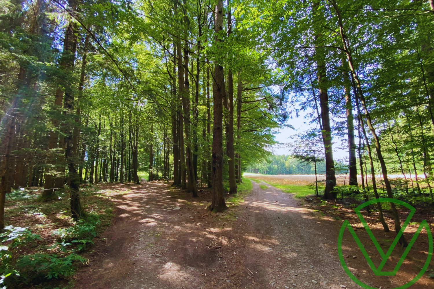A scenic view of a US landscape with two diverging roads, symbolizing the different paths of tax policies from Biden-Harris and Trump.