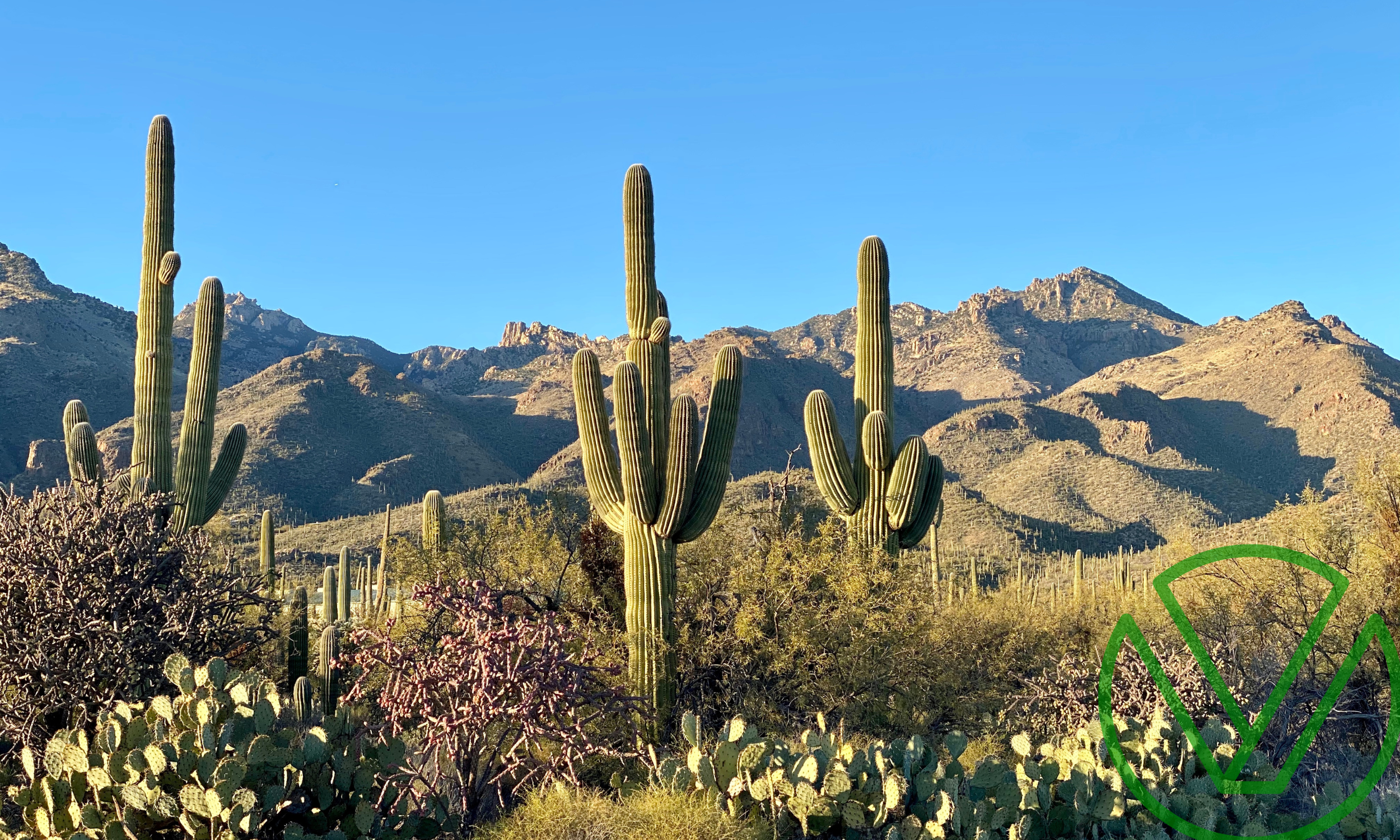 Arizona desert landscape with cacti and mountains, representing the April 15, 2025 estimated tax deadline reminder for Arizona taxpayers.