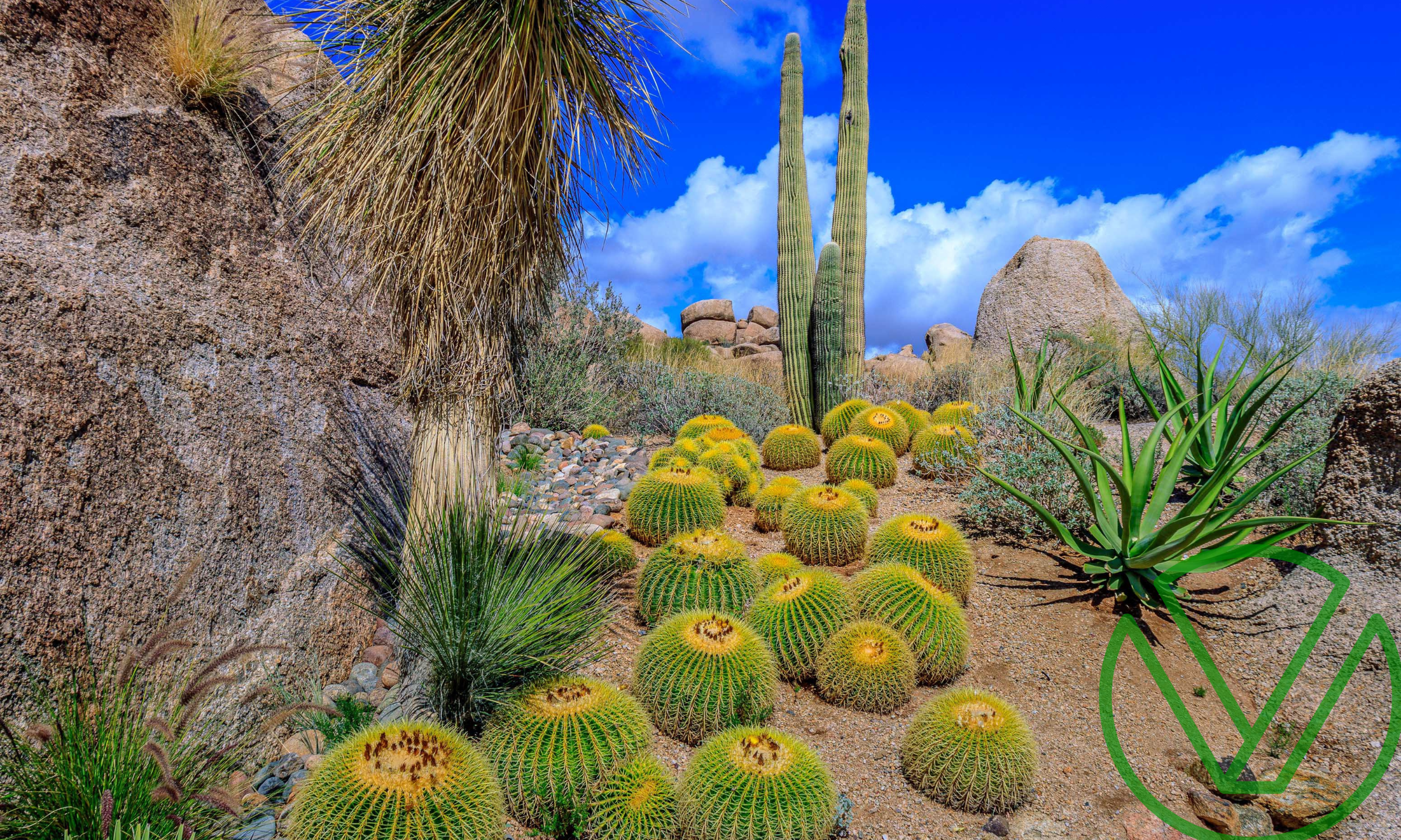 A desert landscape in Arizona featuring round cacti and tall saguaros among rocky terrain under a partly cloudy sky, symbolizing careful navigation and resilience in strategic financial decisions like taking equity in lieu of payment.