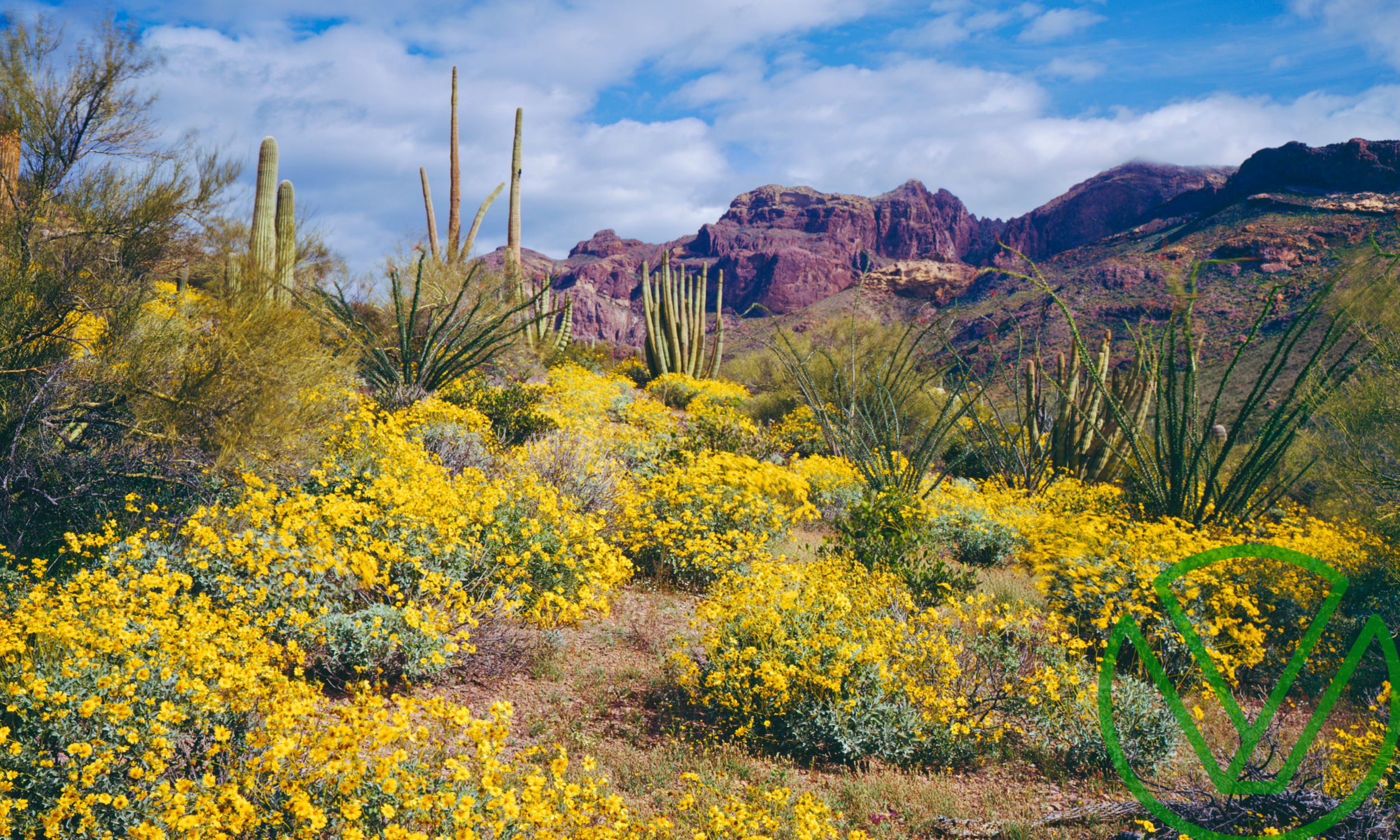 Desert landscape with blooming wildflowers and cacti under a bright sky in spring — symbolizing growth and renewal, aligning with 2025 tax strategies to turn financial losses into future opportunities