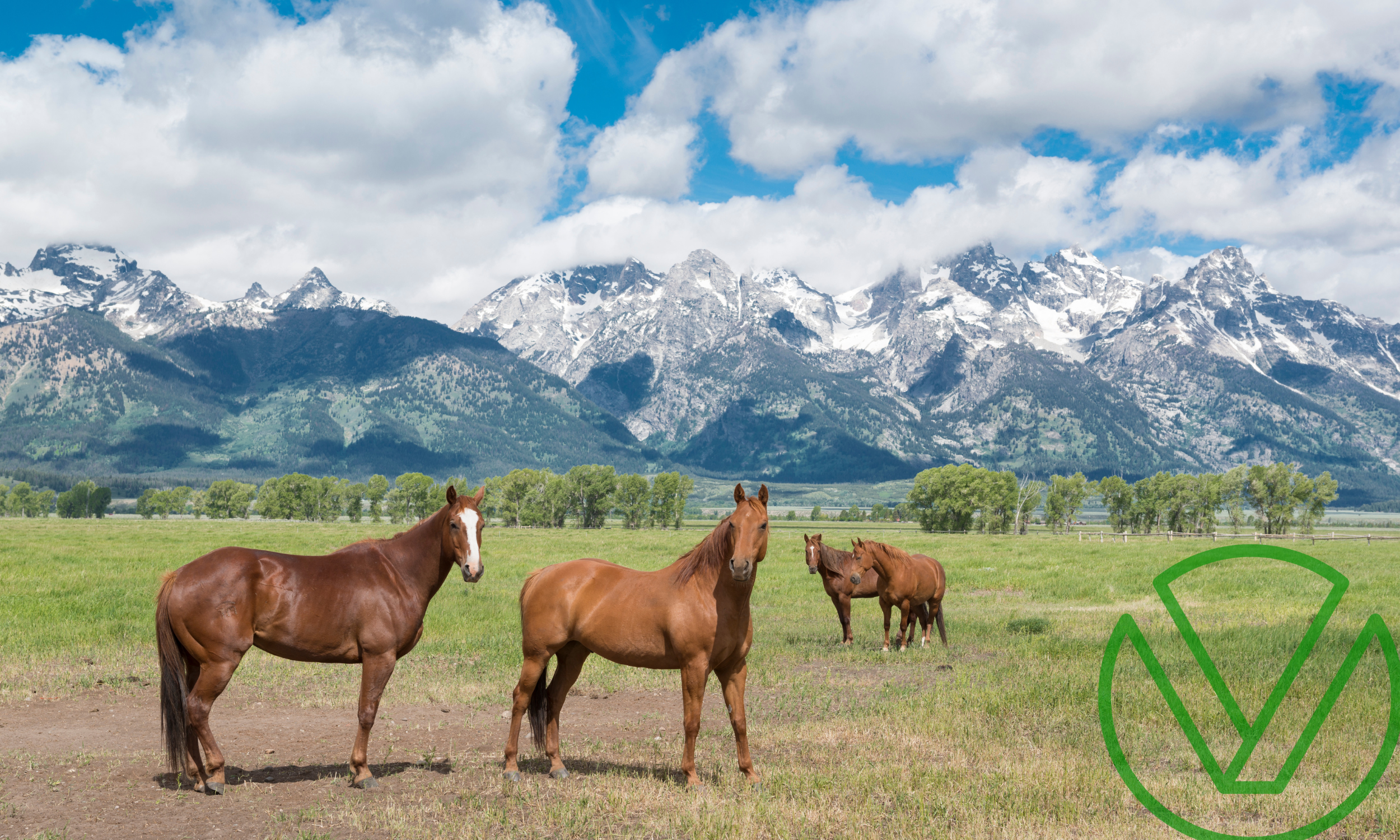 Four horses grazing in a scenic open field with snow-capped mountains in the background, symbolizing freedom and planning for the future—concepts central to understanding 529 plan contributions and gift tax benefits