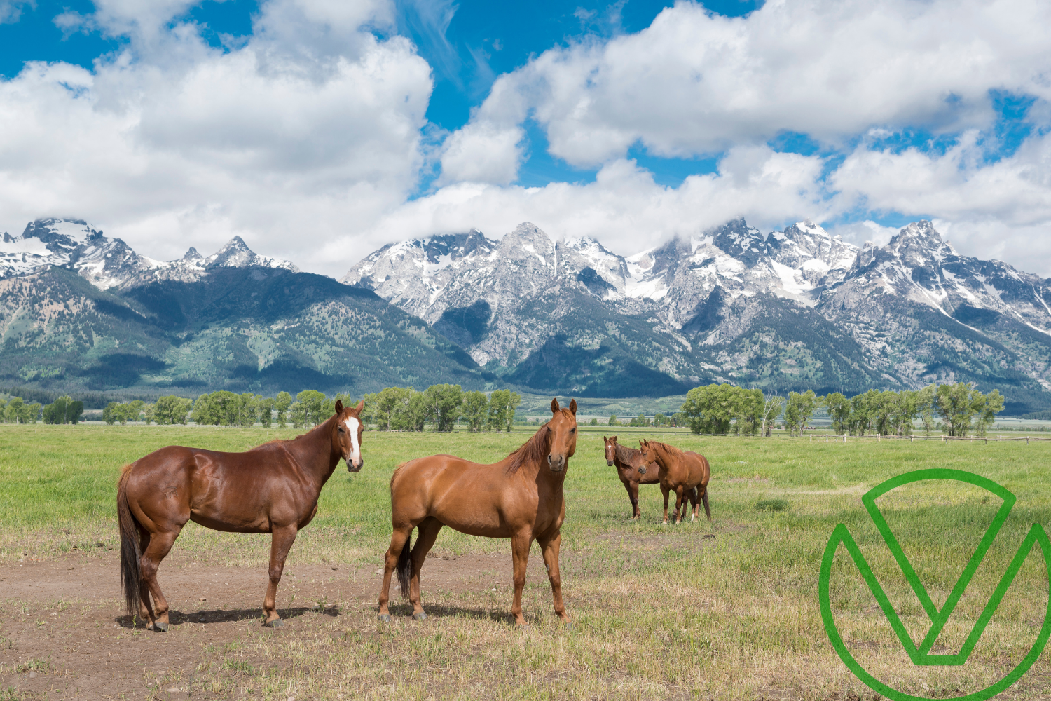 Understanding 529 Plan Contributions and Their Gift Tax Implications