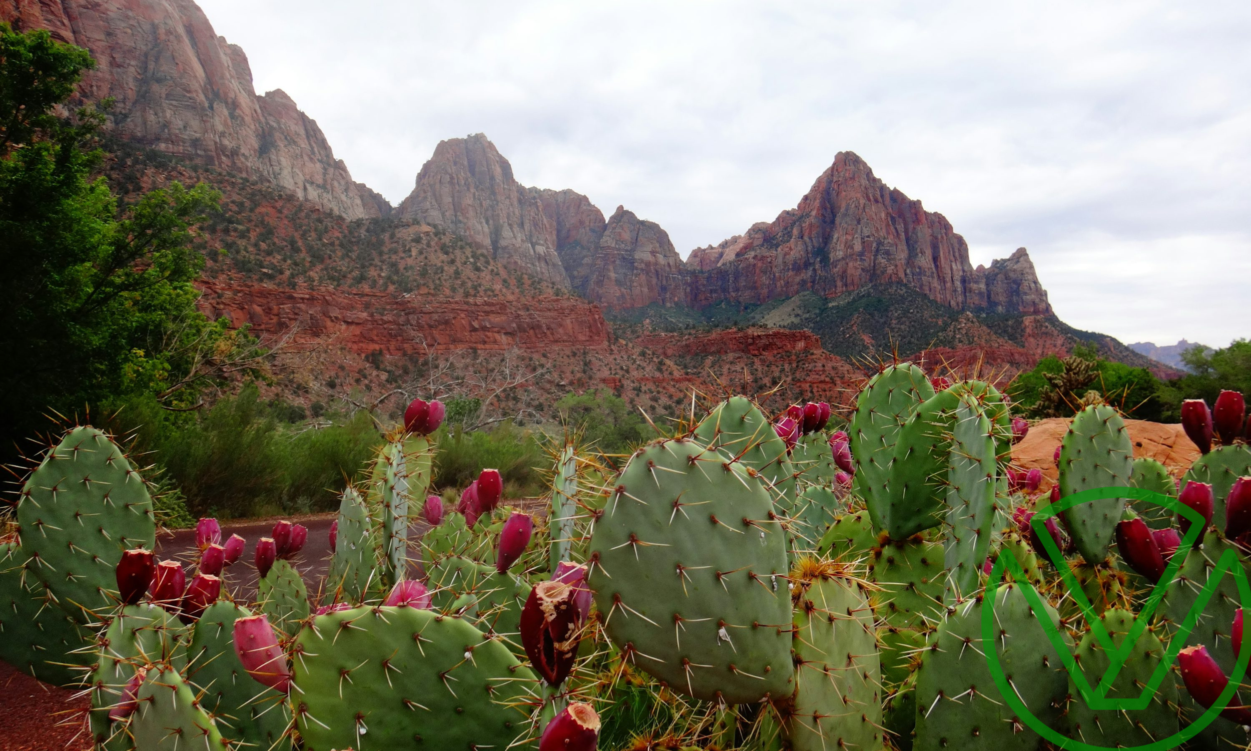 Desert landscape in Arizona featuring blooming cactus and red rock mountains, symbolizing the financial and legislative changes that could impact individuals and businesses under Trump’s proposed 2025 tax bill.