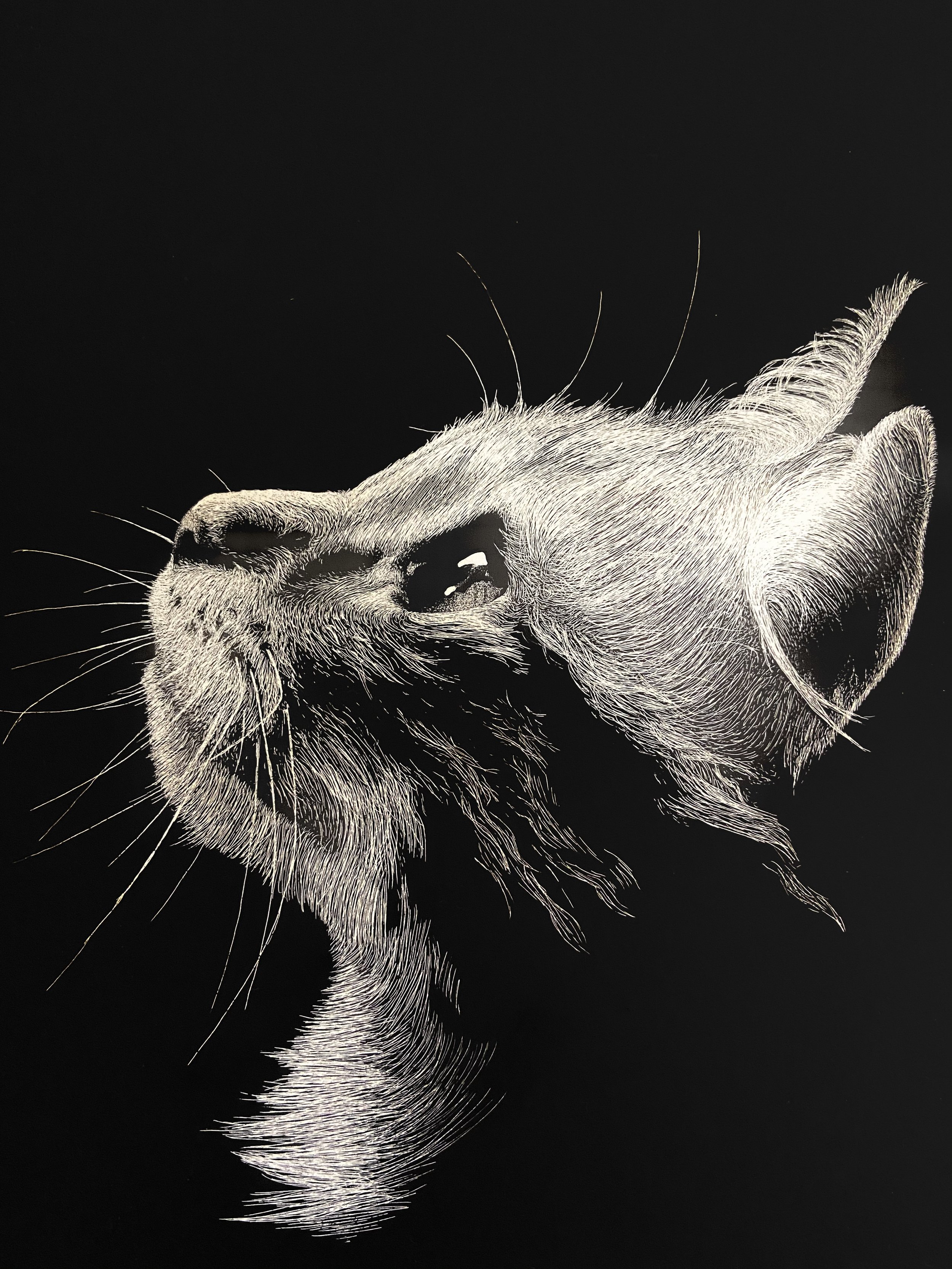 Photo Feb 18 2020, 1 48 33 PM.jpg